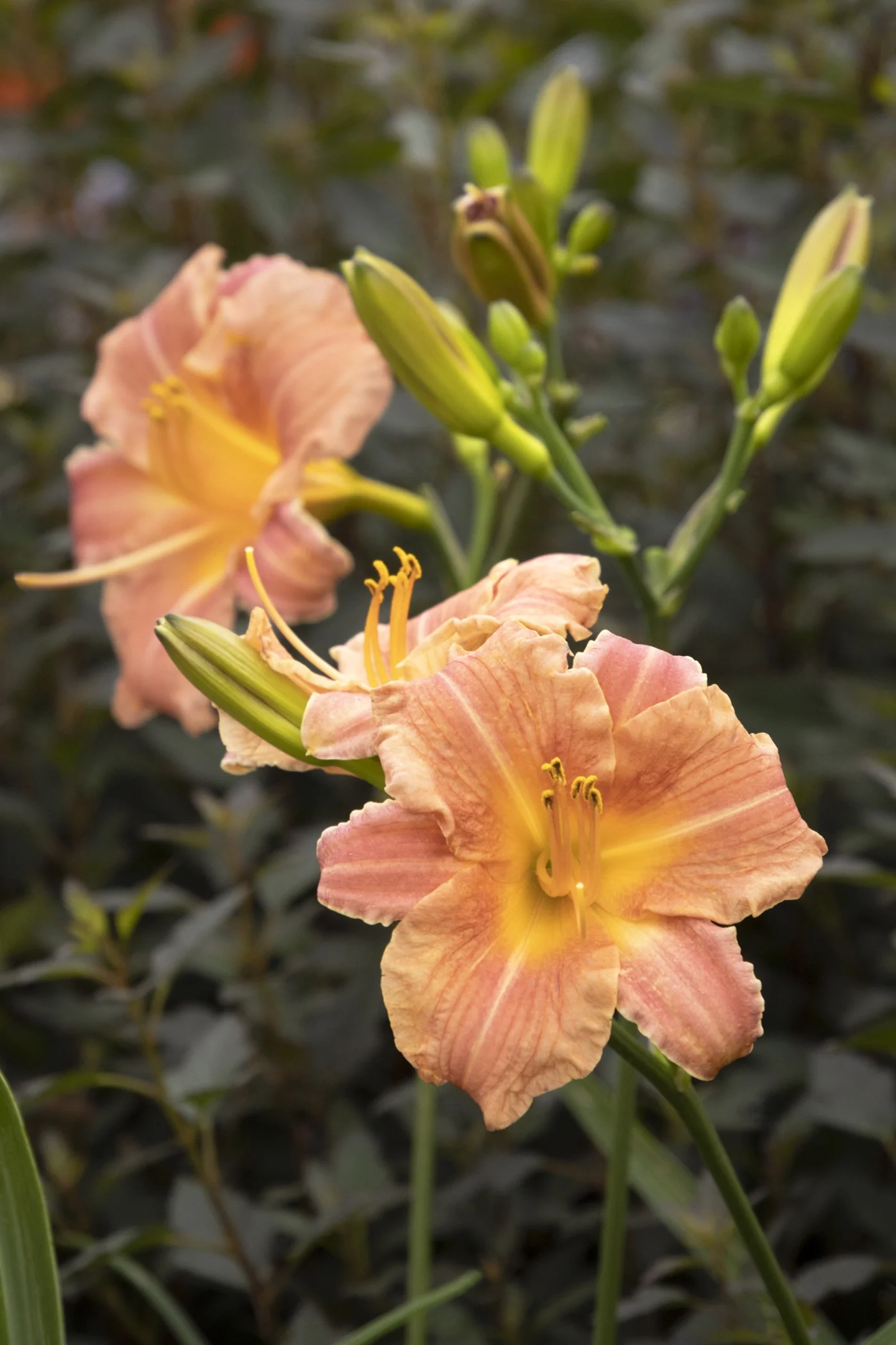 Endlesslily® Coral Daylily 9 Endlesslily® Coral Daylily