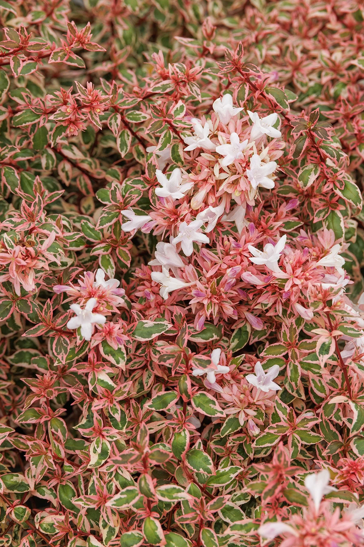 Angel's Blush® Abelia 3 Angel's Blush® Abelia