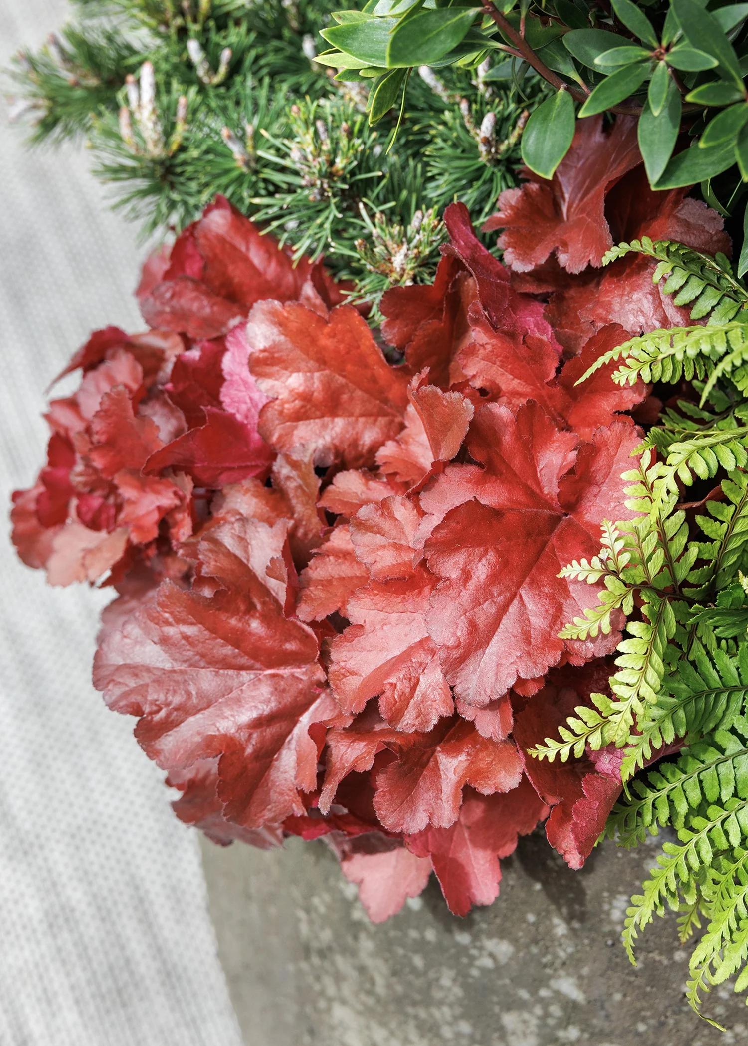 Forever® Red Heuchera