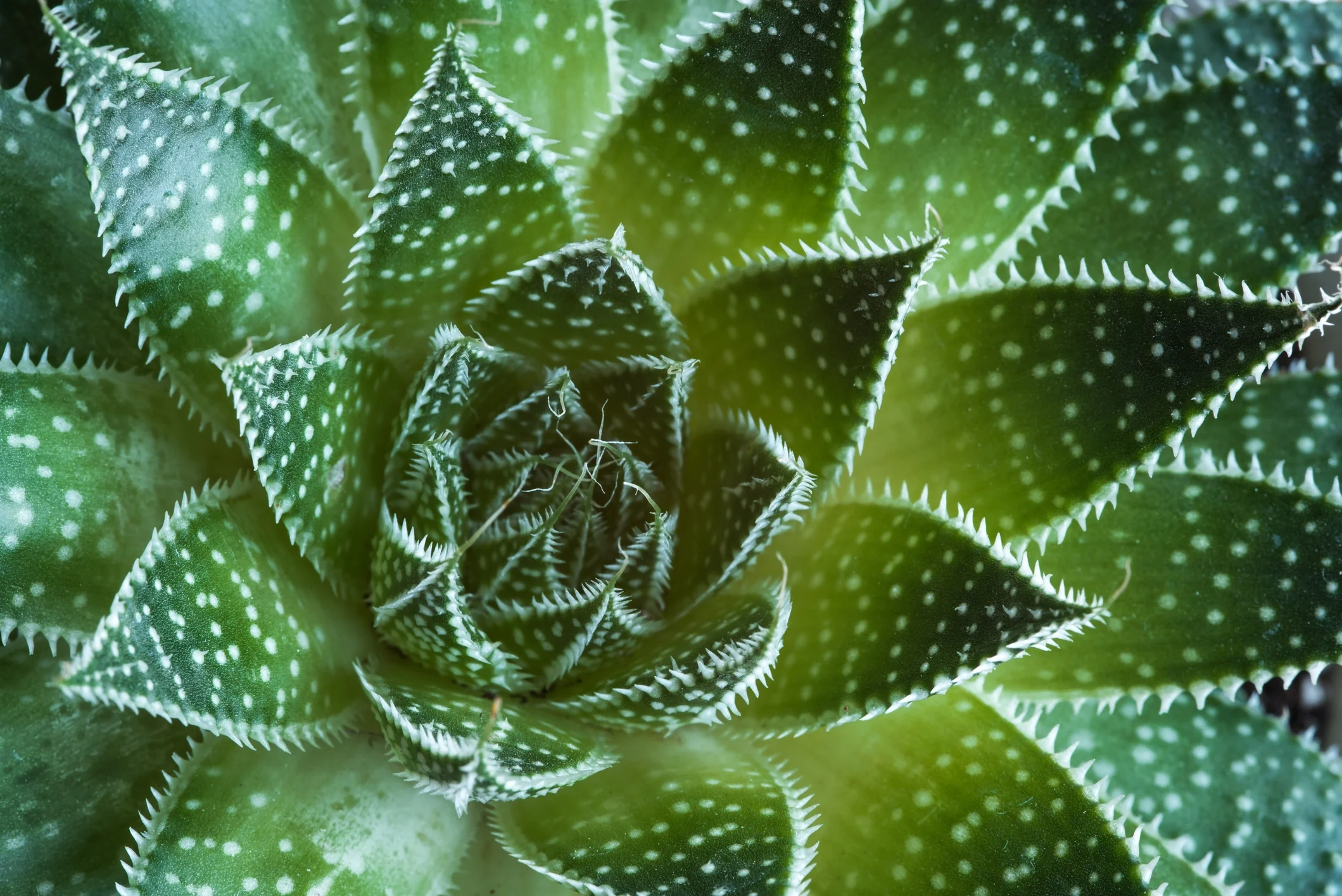 Lace Aloe 1 Lace Aloe