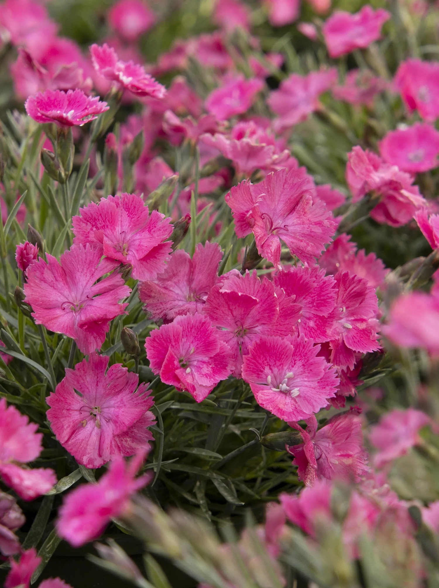 Vivid™ Bright Light Dianthus 2 Vivid™ Bright Light Dianthus