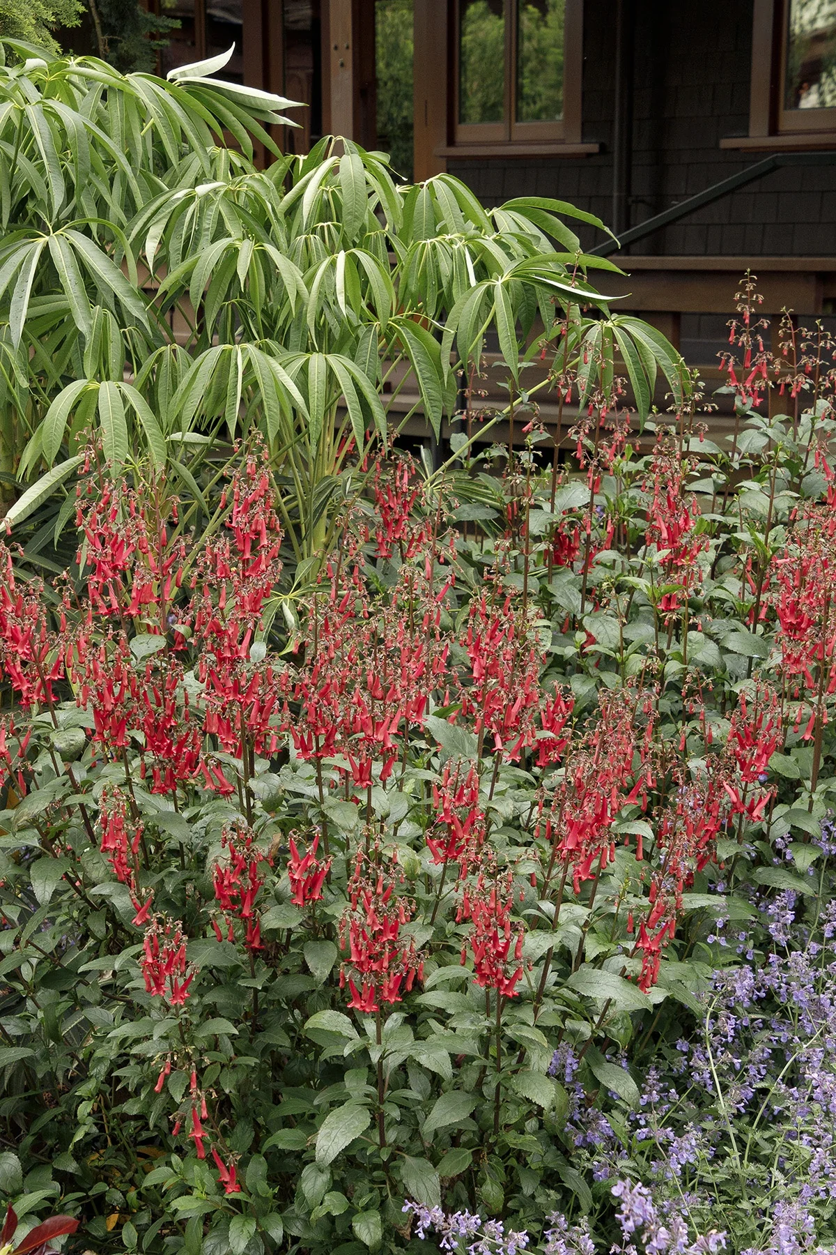 Colorburst™ Deep Red Cape Fuchsia 4 Colorburst™ Deep Red Cape Fuchsia