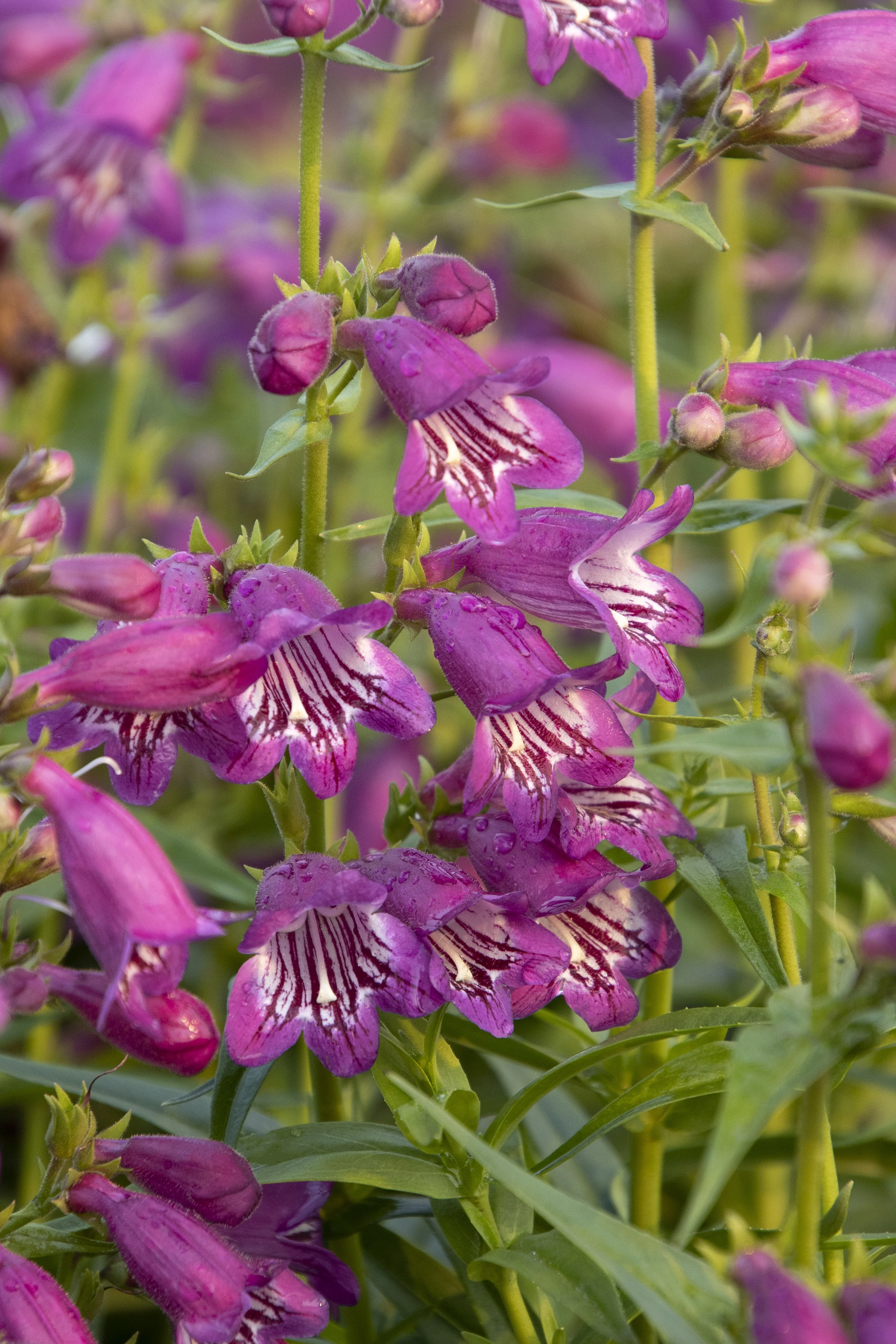 Harlequin™ Purple Beardtongue 1 Harlequin™ Purple Beardtongue