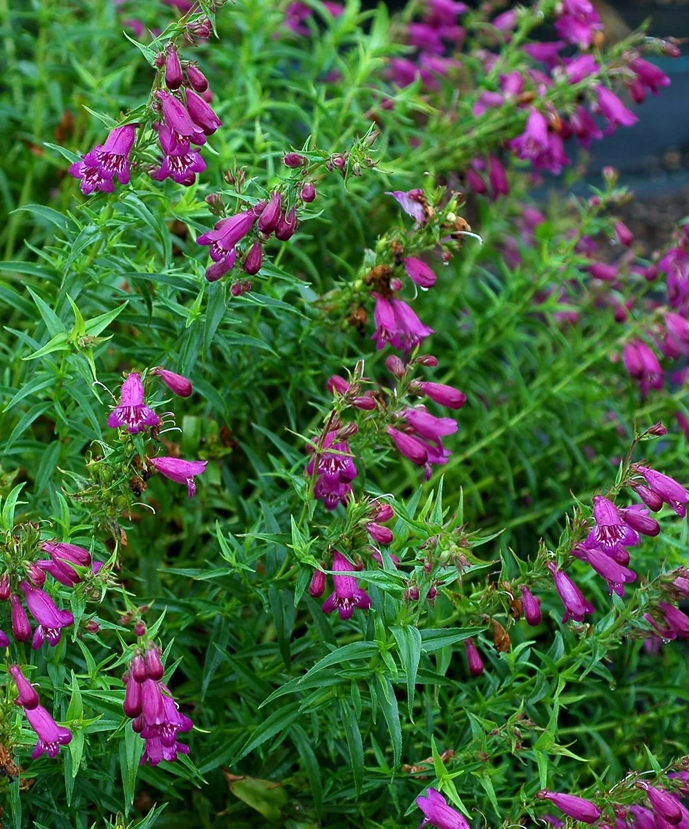 Harlequin™ Purple Beardtongue 2 Harlequin™ Purple Beardtongue