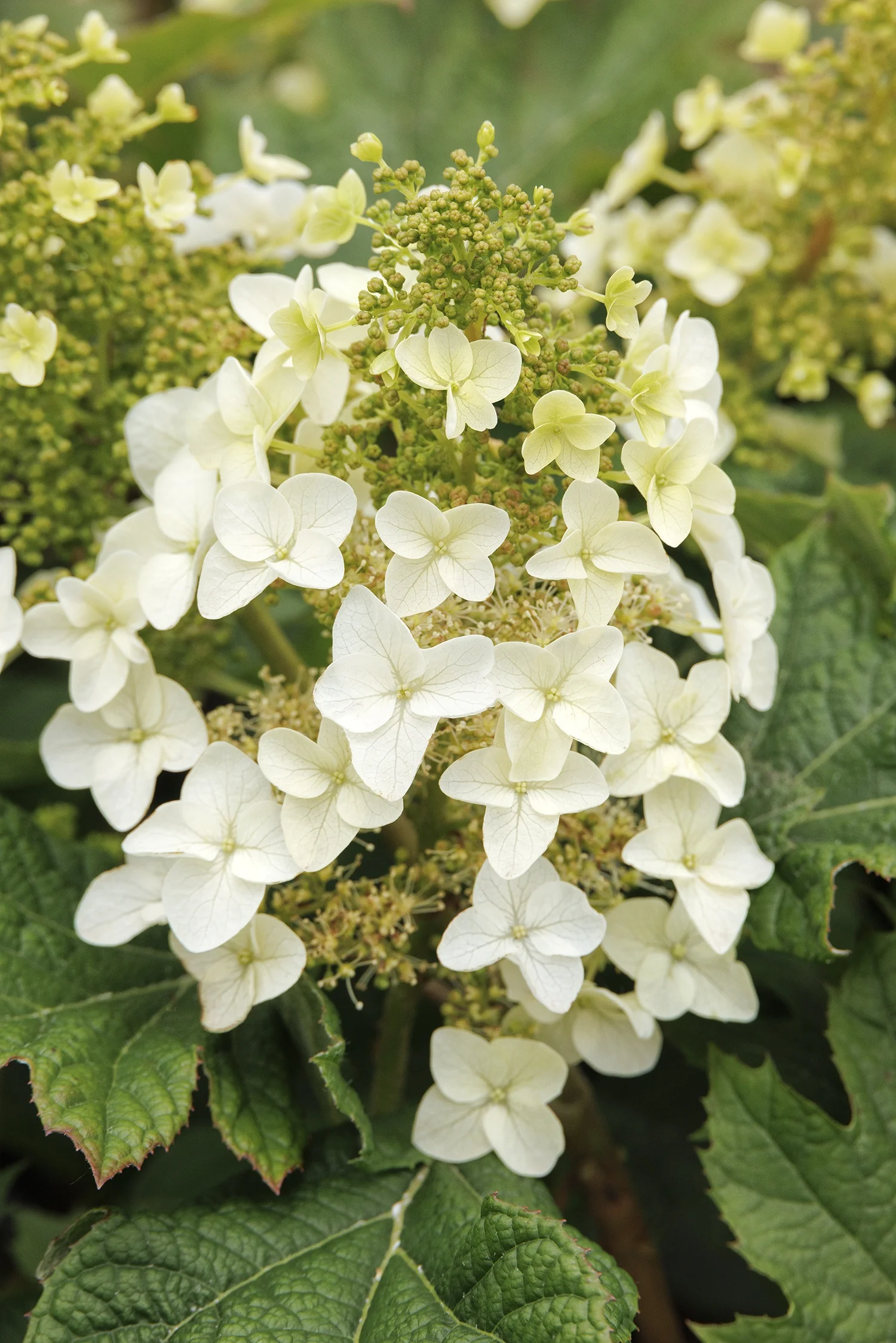 Li'l Annie Oakleaf™ Hydrangea 11 Li'l Annie Oakleaf™ Hydrangea