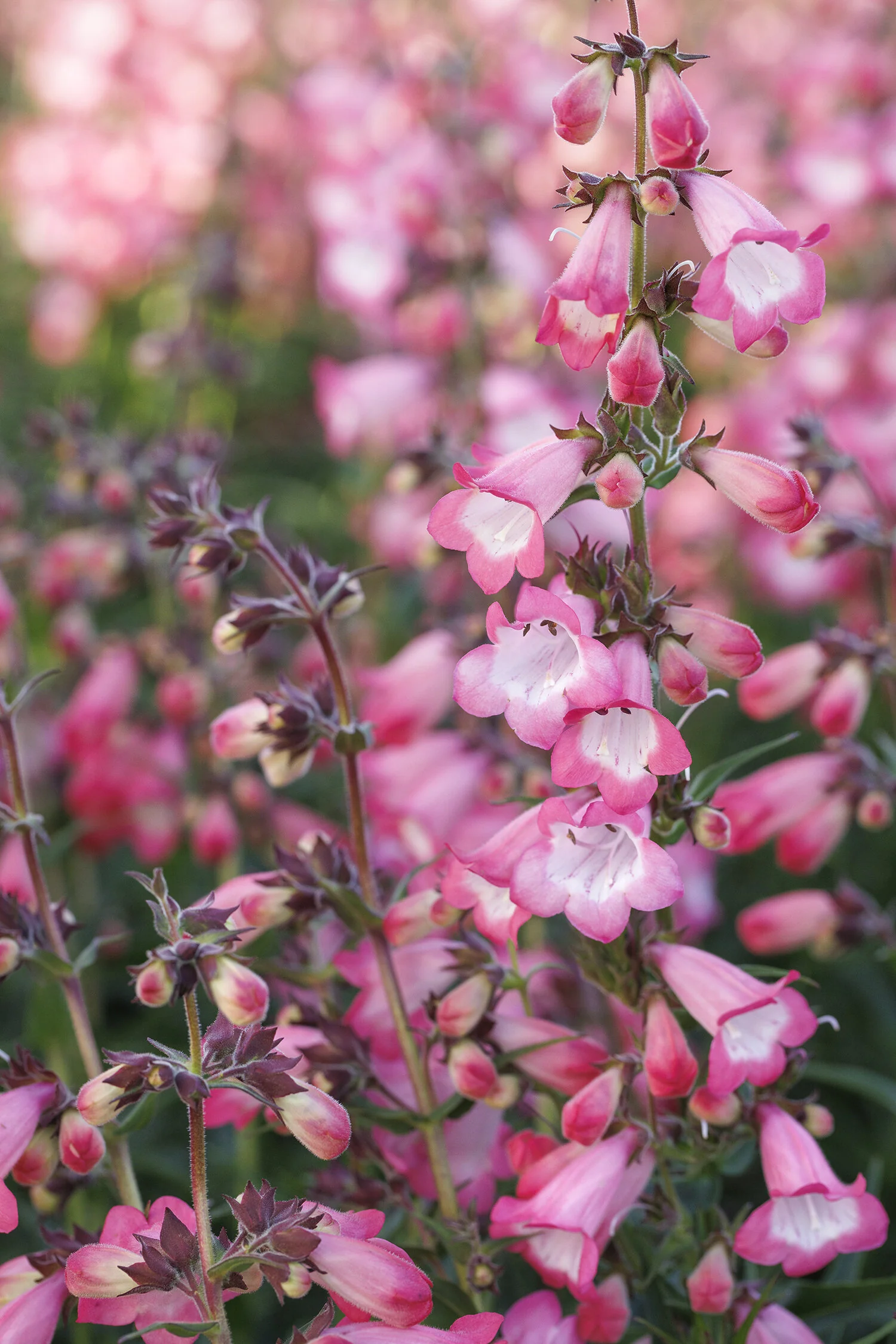 Harlequin™ Pink Beardtongue 4 Harlequin™ Pink Beardtongue