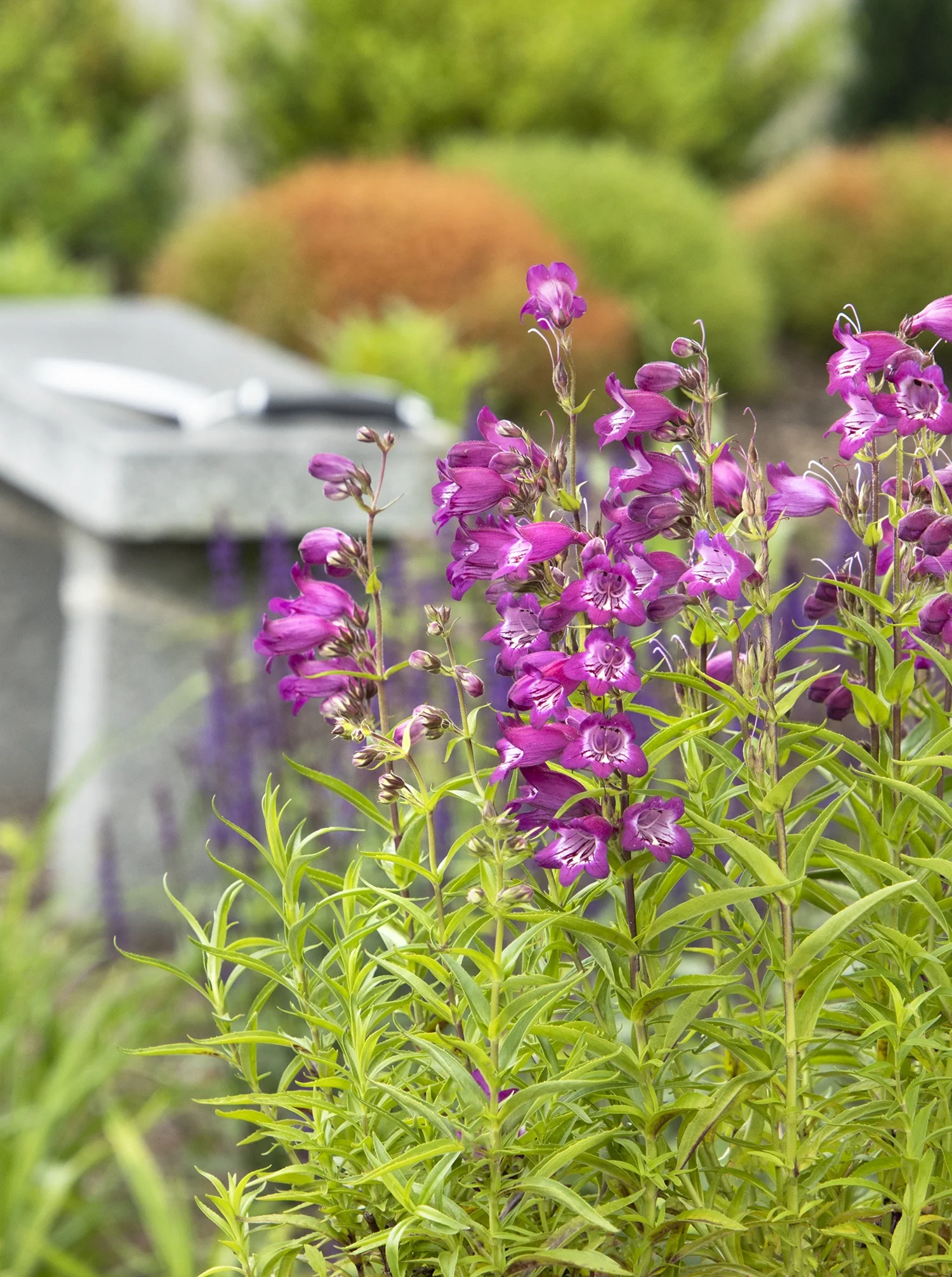 Harlequin™ Magenta Beardtongue 3 Harlequin™ Magenta Beardtongue
