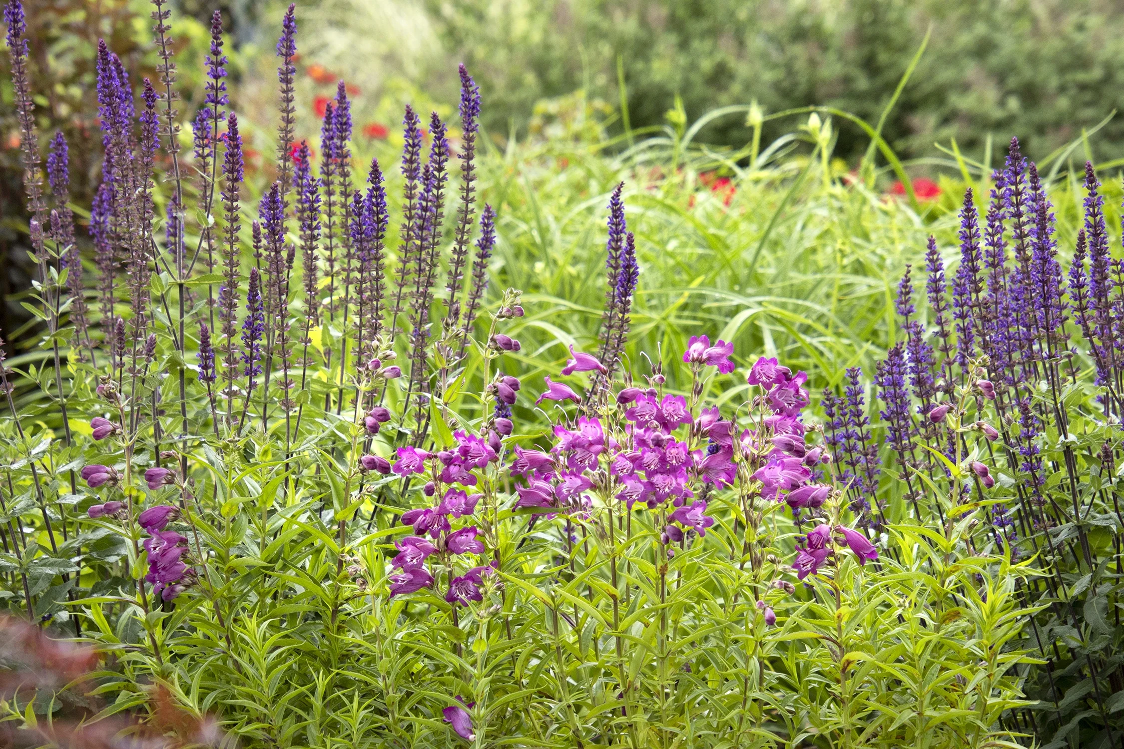 Harlequin™ Magenta Beardtongue 2 Harlequin™ Magenta Beardtongue