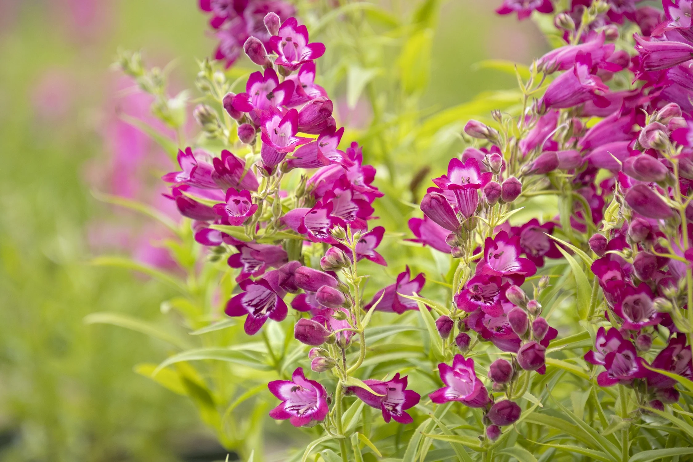 Harlequin™ Magenta Beardtongue 3 Harlequin™ Magenta Beardtongue
