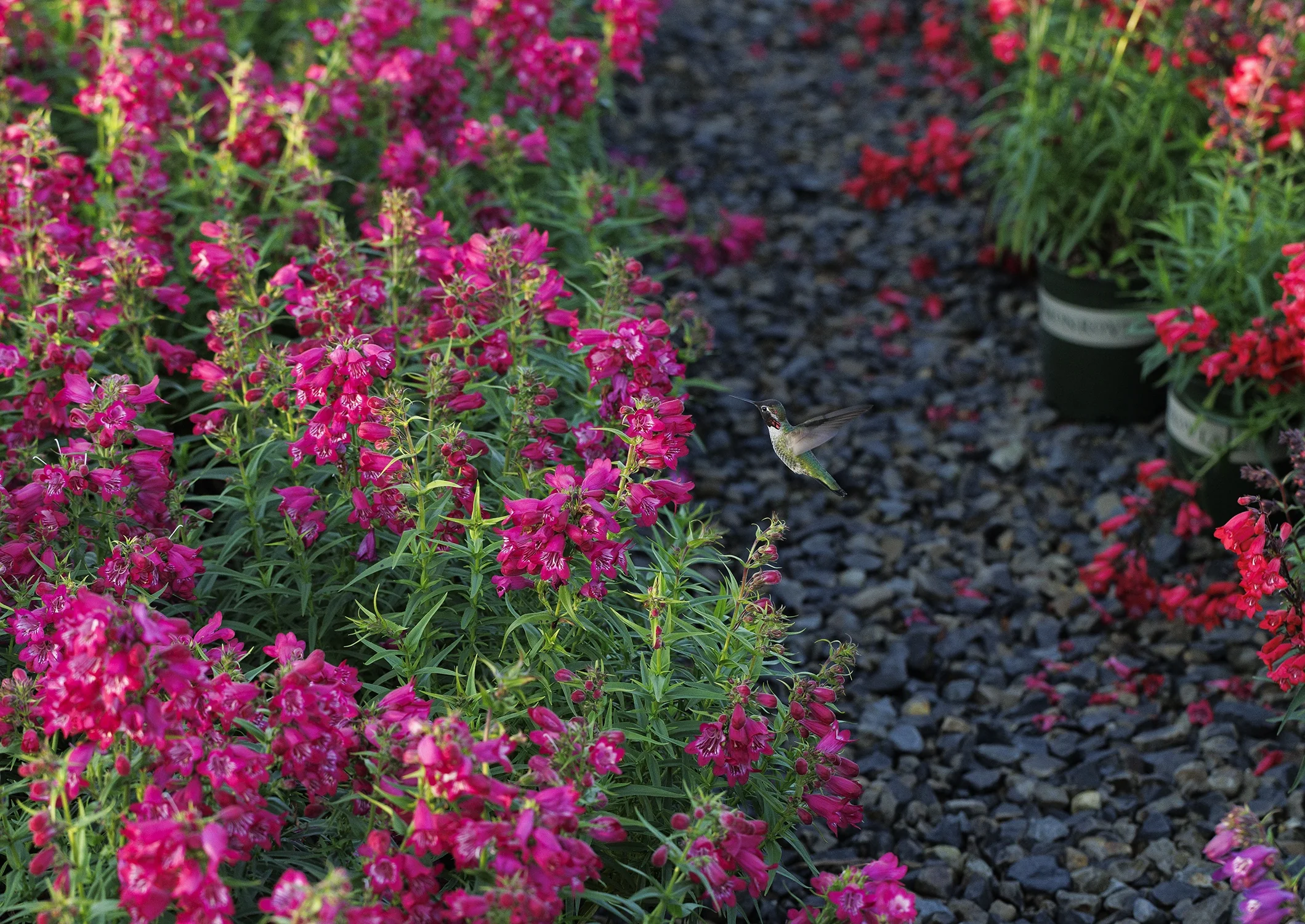 Harlequin™ Magenta Beardtongue 4 Harlequin™ Magenta Beardtongue