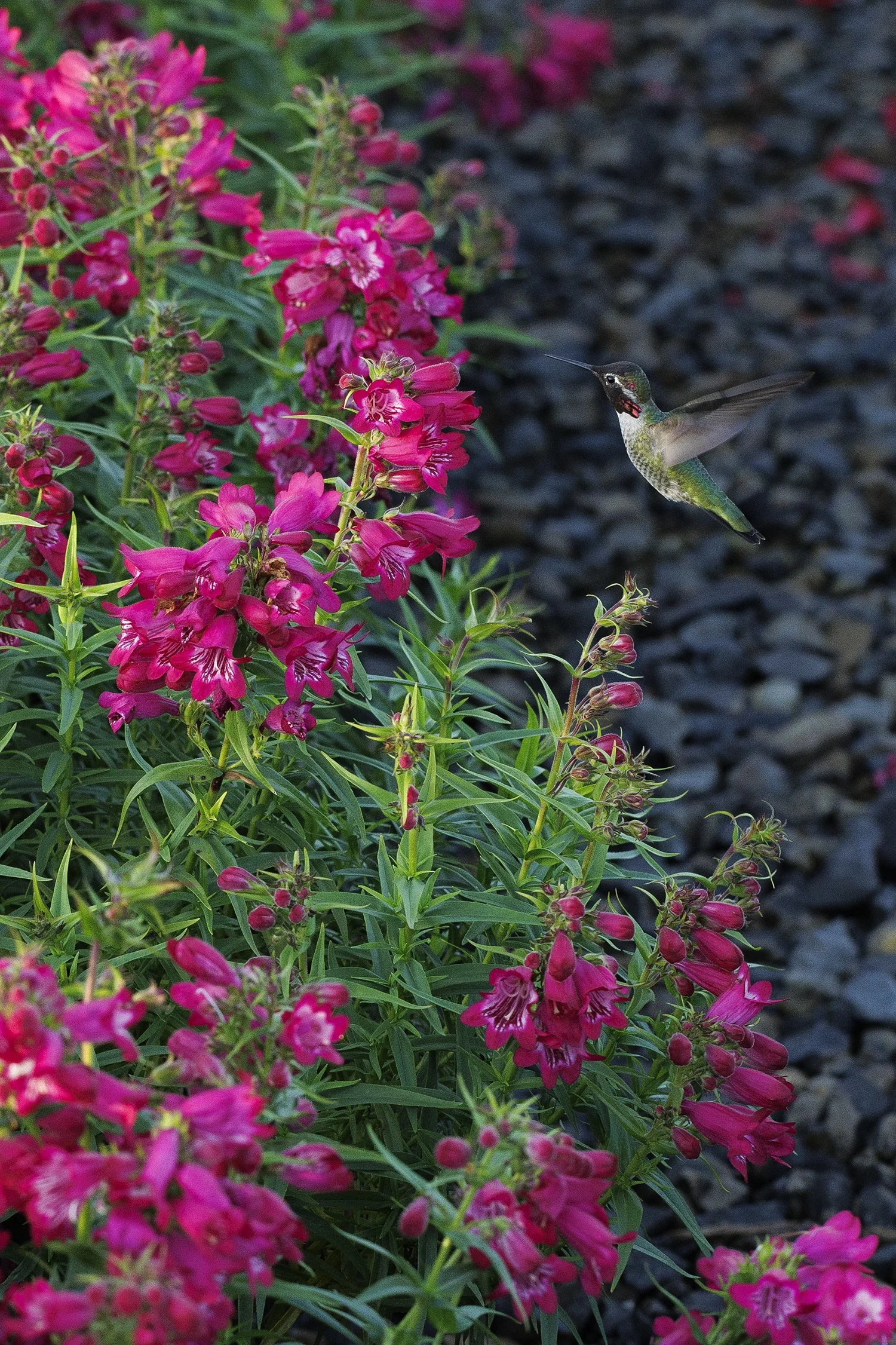 Harlequin™ Magenta Beardtongue 5 Harlequin™ Magenta Beardtongue