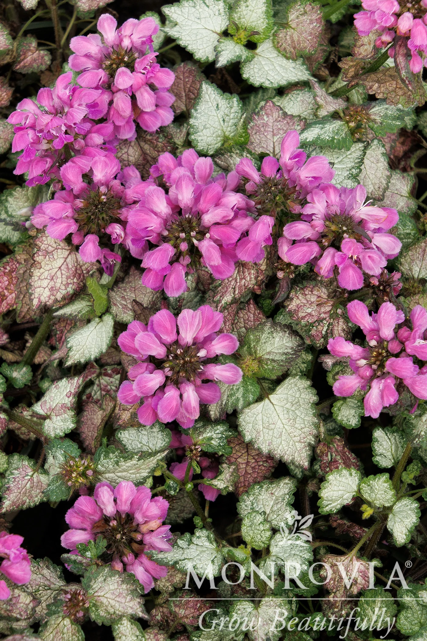 Lami™ Dark Purple Dead nettle 1 Lami™ Dark Purple Dead nettle