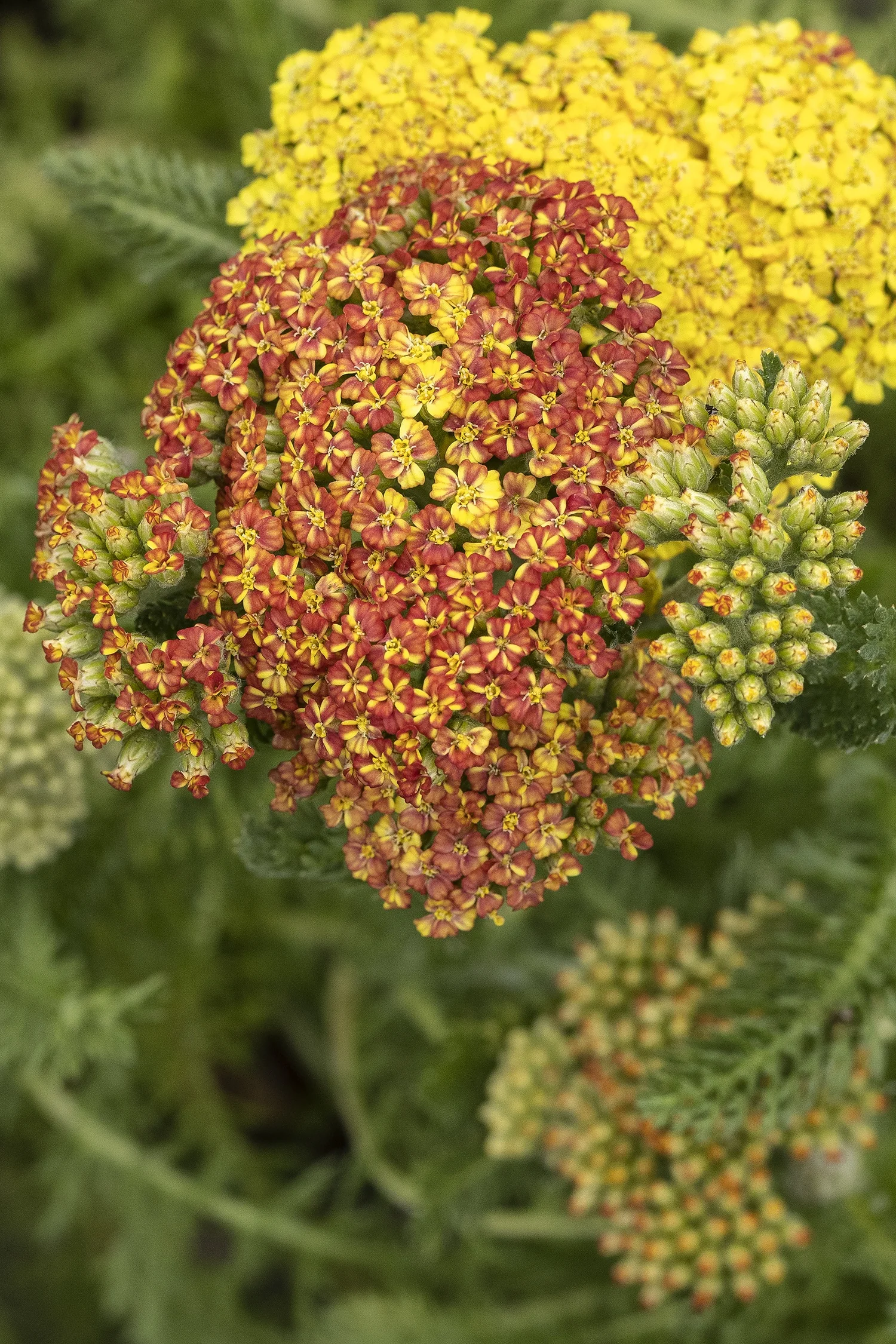 Desert Eve™ Terracotta Yarrow 8 Desert Eve™ Terracotta Yarrow