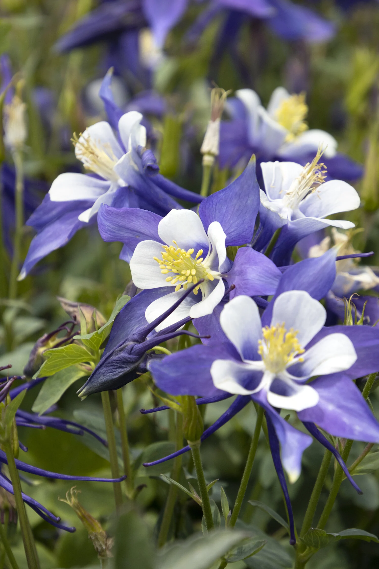 Kirigami™ Deep Blue & White Columbine