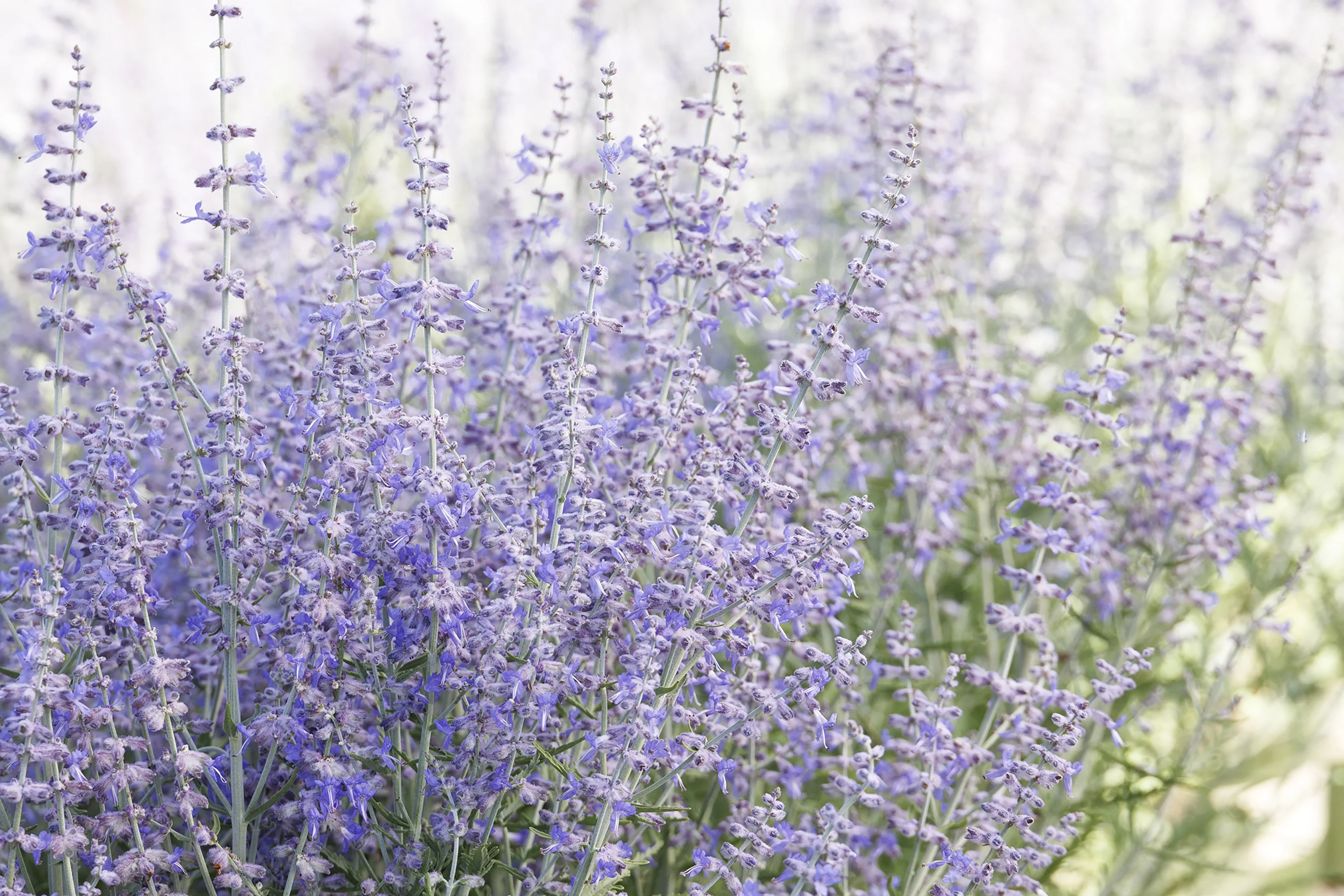Blue Jean Baby Russian Sage