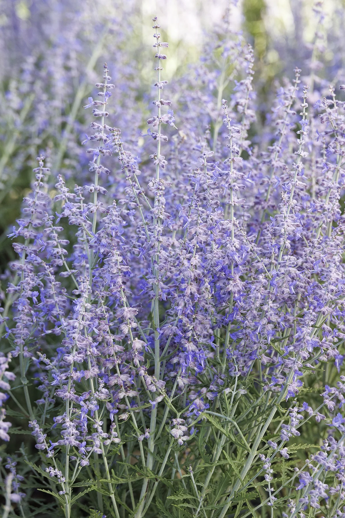 Blue Jean Baby Russian Sage