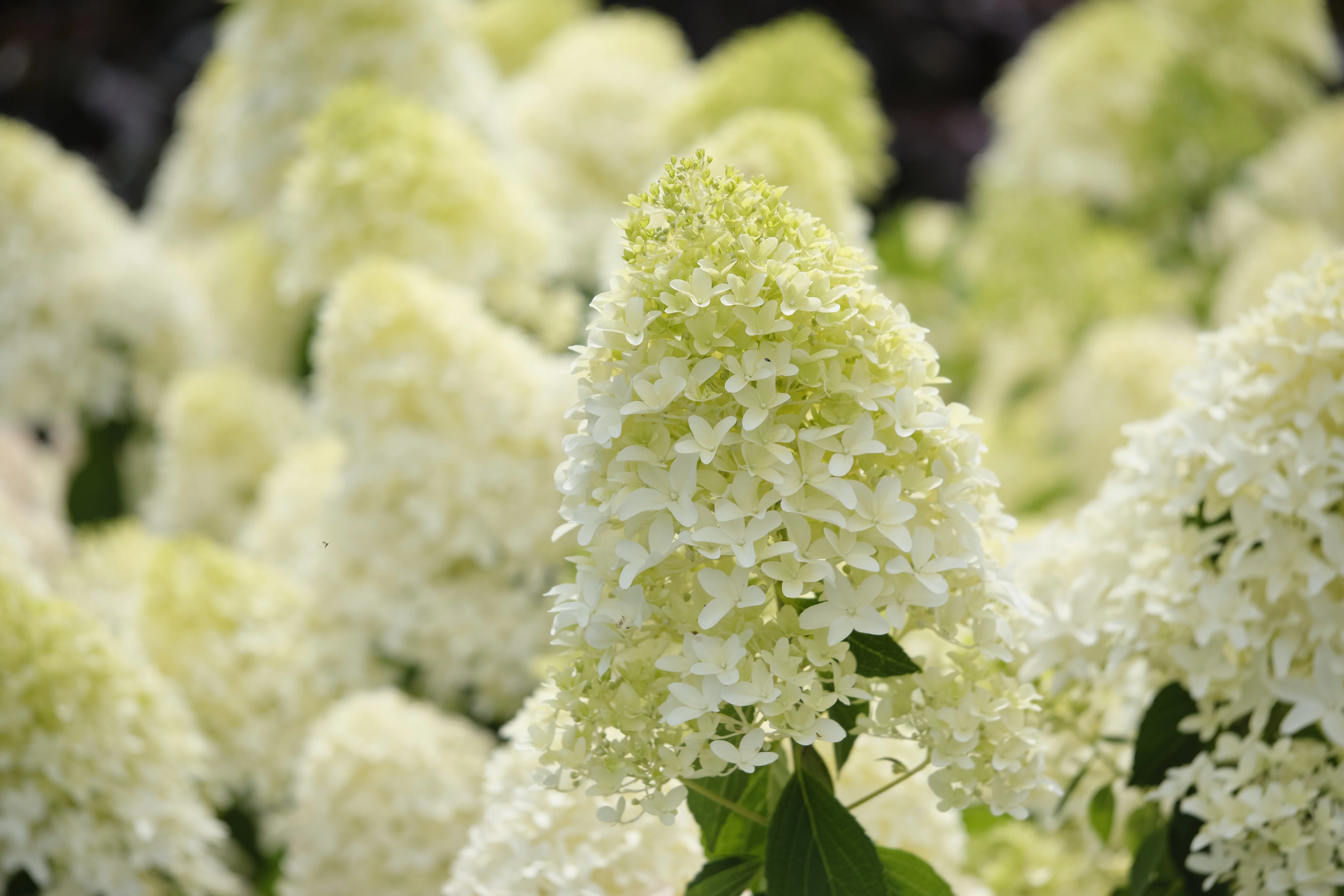Skyfall Hydrangea 1 Skyfall Hydrangea