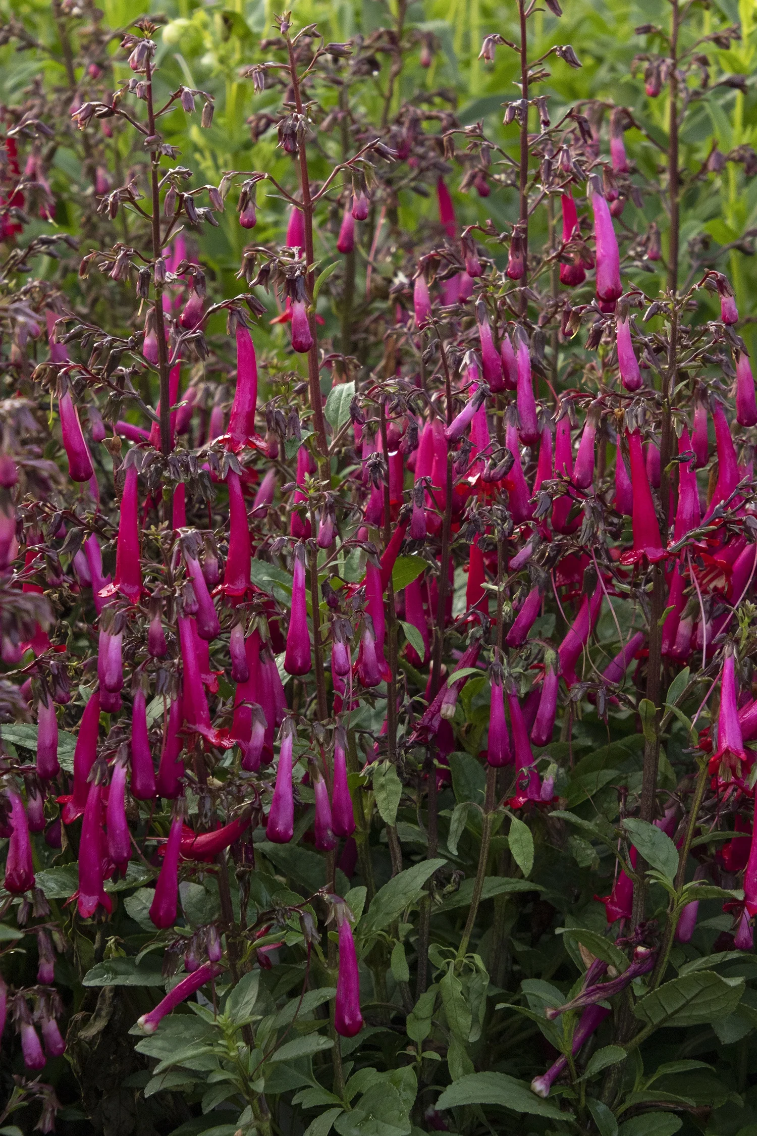 Colorburst™ Rose Cape Fuchsia 7 Colorburst™ Rose Cape Fuchsia