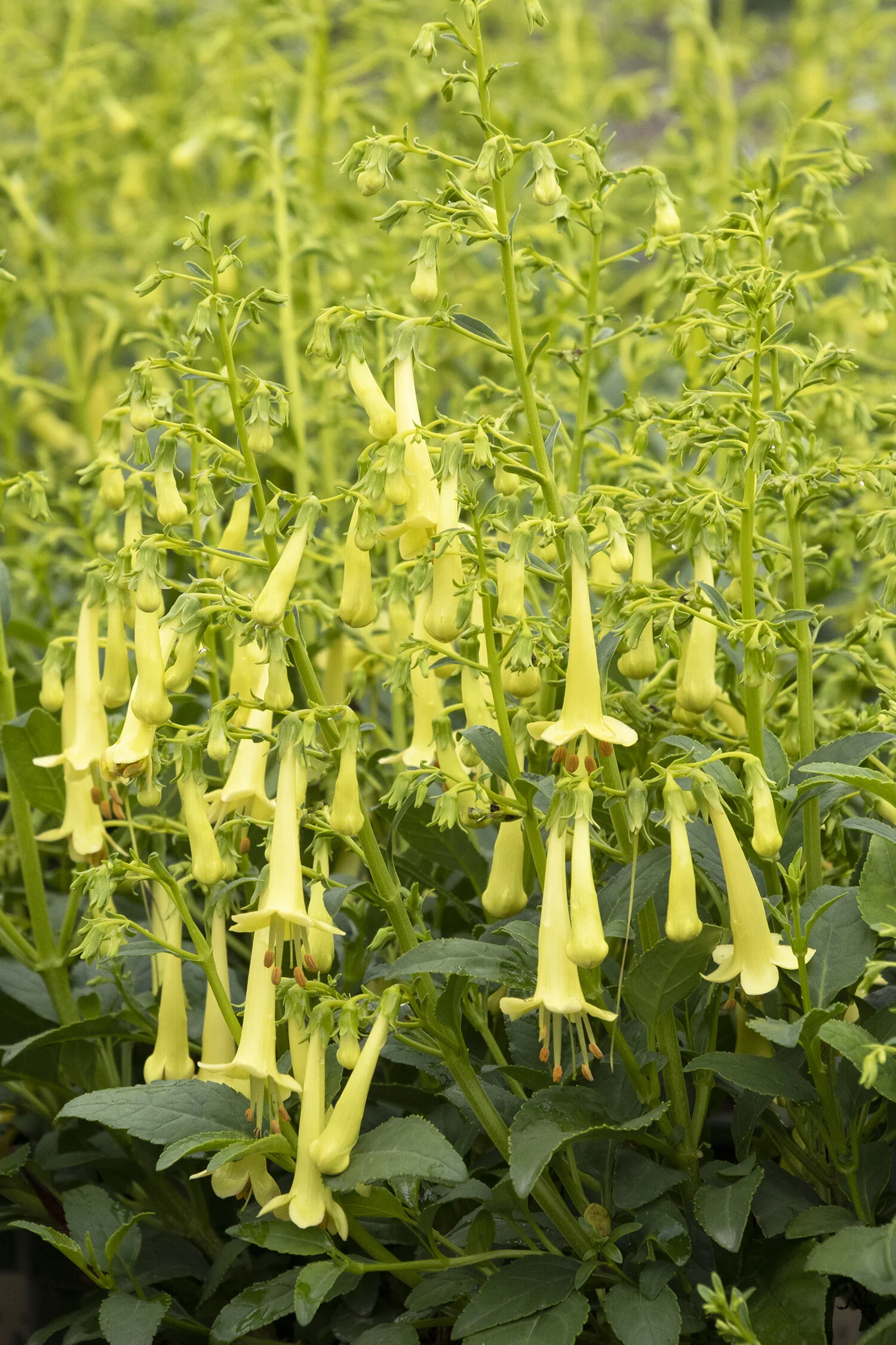 Colorburst™ Yellow Cape Fuchsia 1 Colorburst™ Yellow Cape Fuchsia