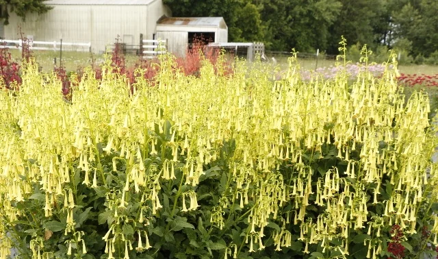 Colorburst™ Yellow Cape Fuchsia 2 Colorburst™ Yellow Cape Fuchsia