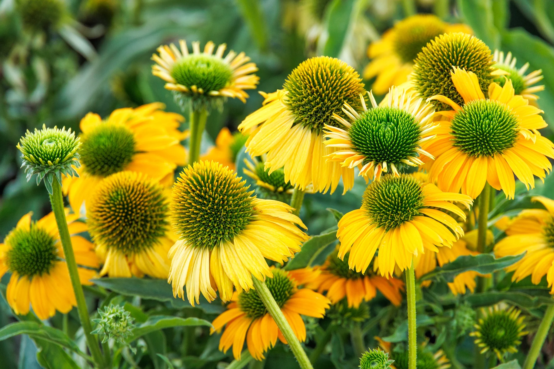Evolution™ Embers™ Sparks Coneflower 6 Evolution™ Embers™ Sparks Coneflower
