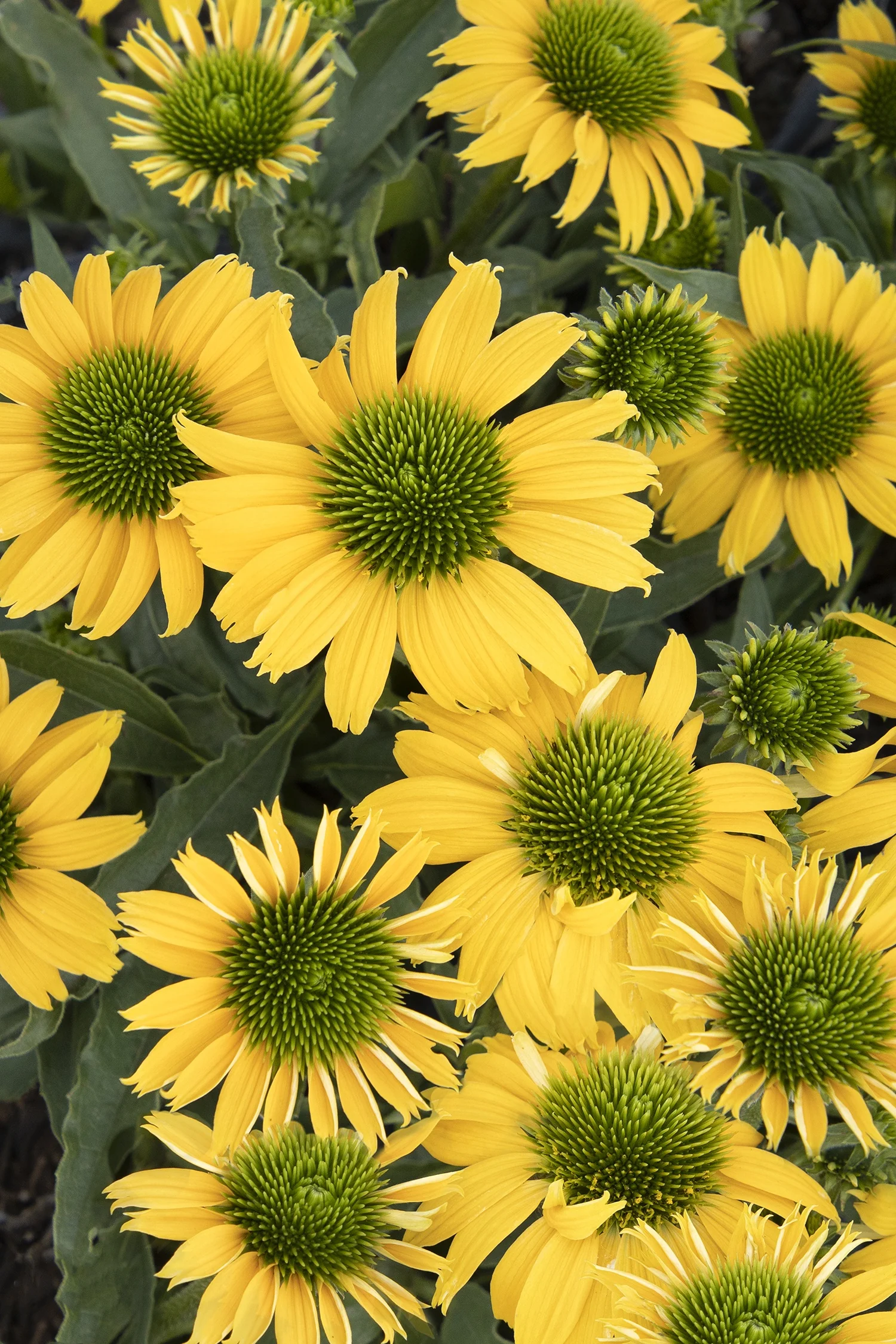 Evolution™ Embers™ Sparks Coneflower 2 Evolution™ Embers™ Sparks Coneflower