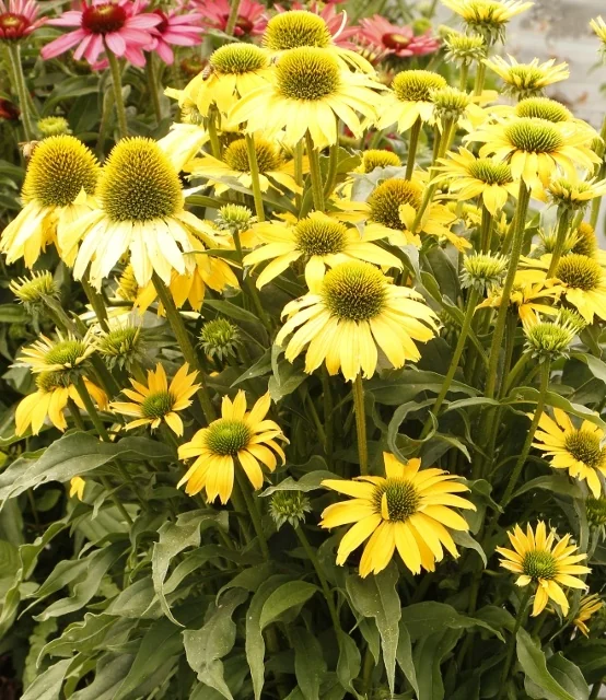 Evolution™ Embers™ Sparks Coneflower 3 Evolution™ Embers™ Sparks Coneflower