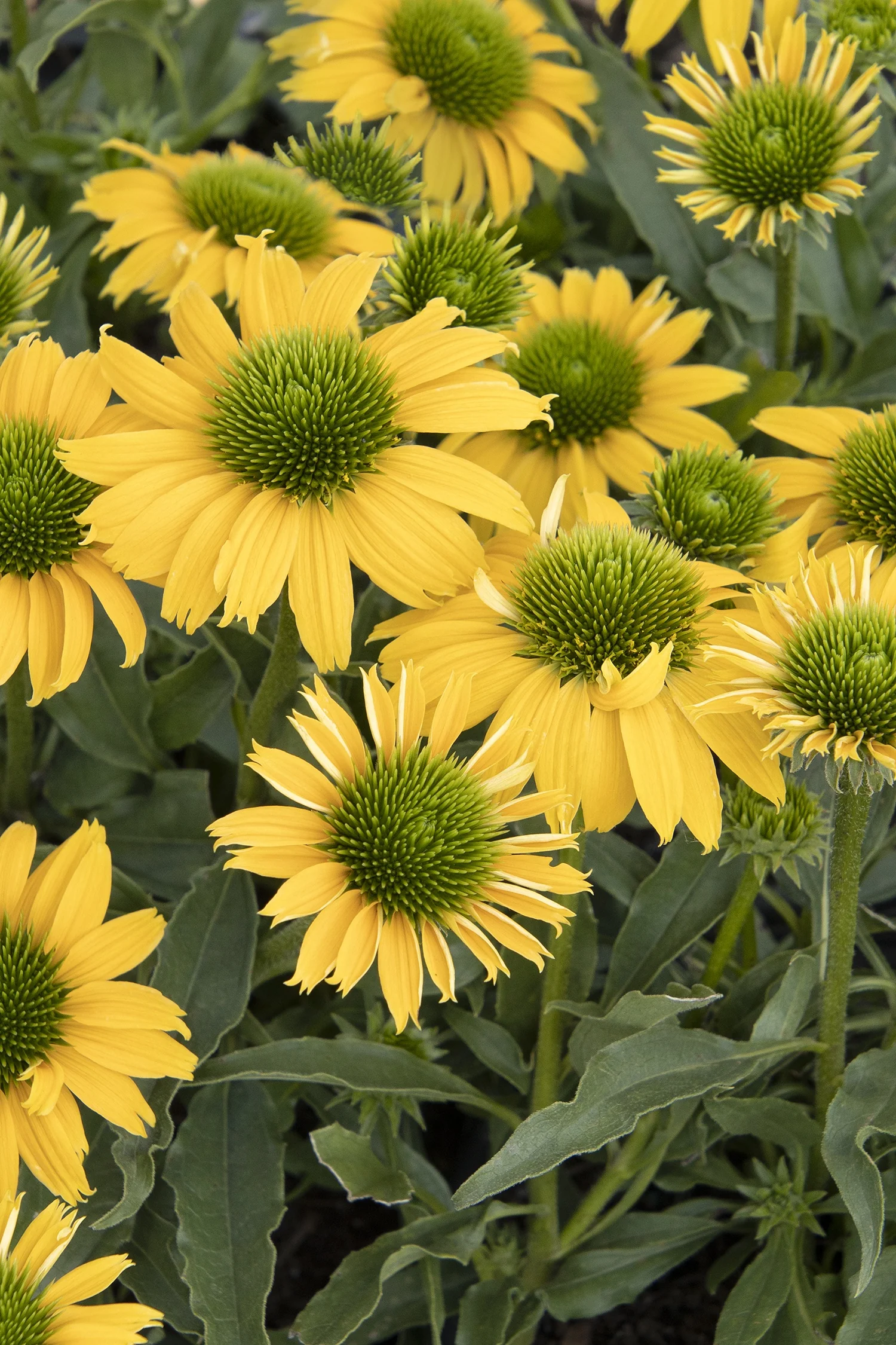 Evolution™ Embers™ Sparks Coneflower 4 Evolution™ Embers™ Sparks Coneflower