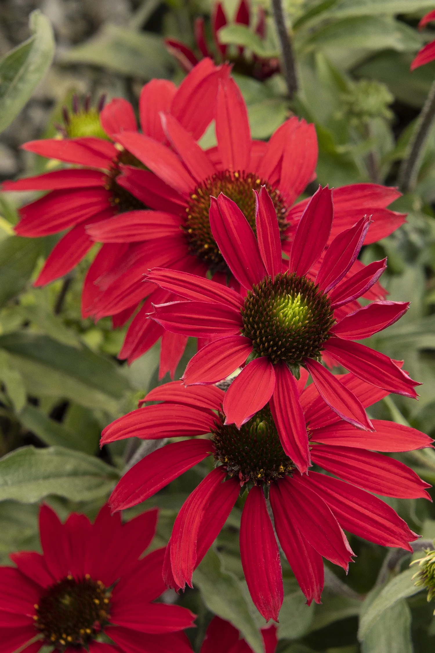 Evolution™ Embers™ Fever Coneflower 2 Evolution™ Embers™ Fever Coneflower