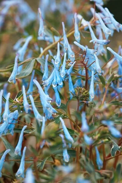 Hillier™ Porcelain Blue Corydalis 1 Hillier™ Porcelain Blue Corydalis