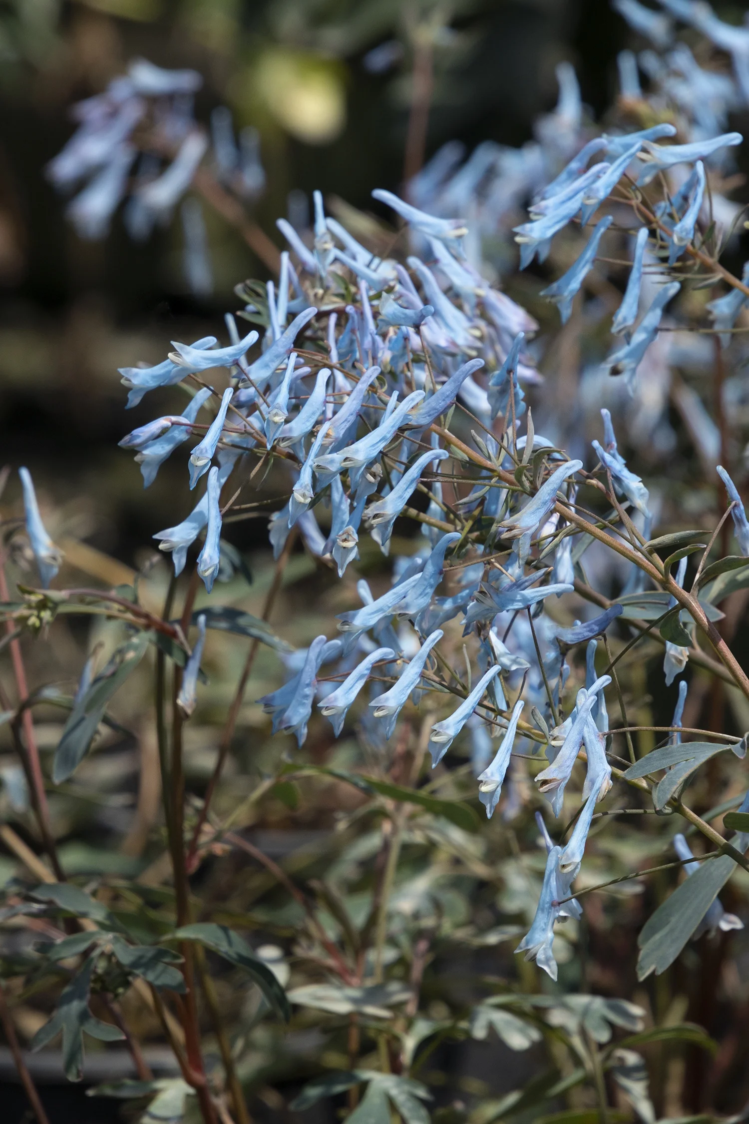 Hillier™ Porcelain Blue Corydalis 2 Hillier™ Porcelain Blue Corydalis