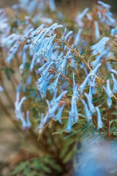 Hillier™ Porcelain Blue Corydalis 3 Hillier™ Porcelain Blue Corydalis