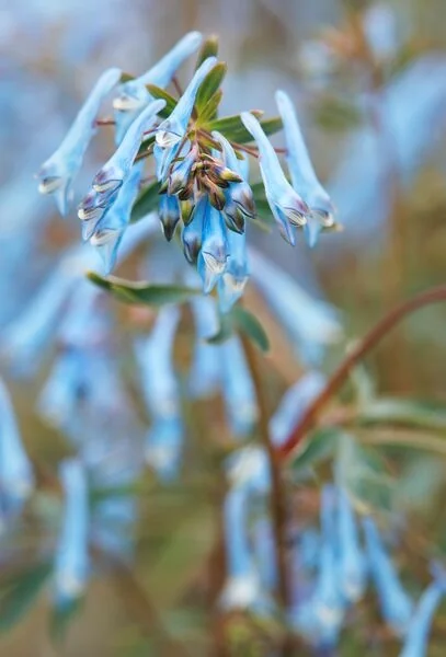 Hillier™ Porcelain Blue Corydalis 4 Hillier™ Porcelain Blue Corydalis