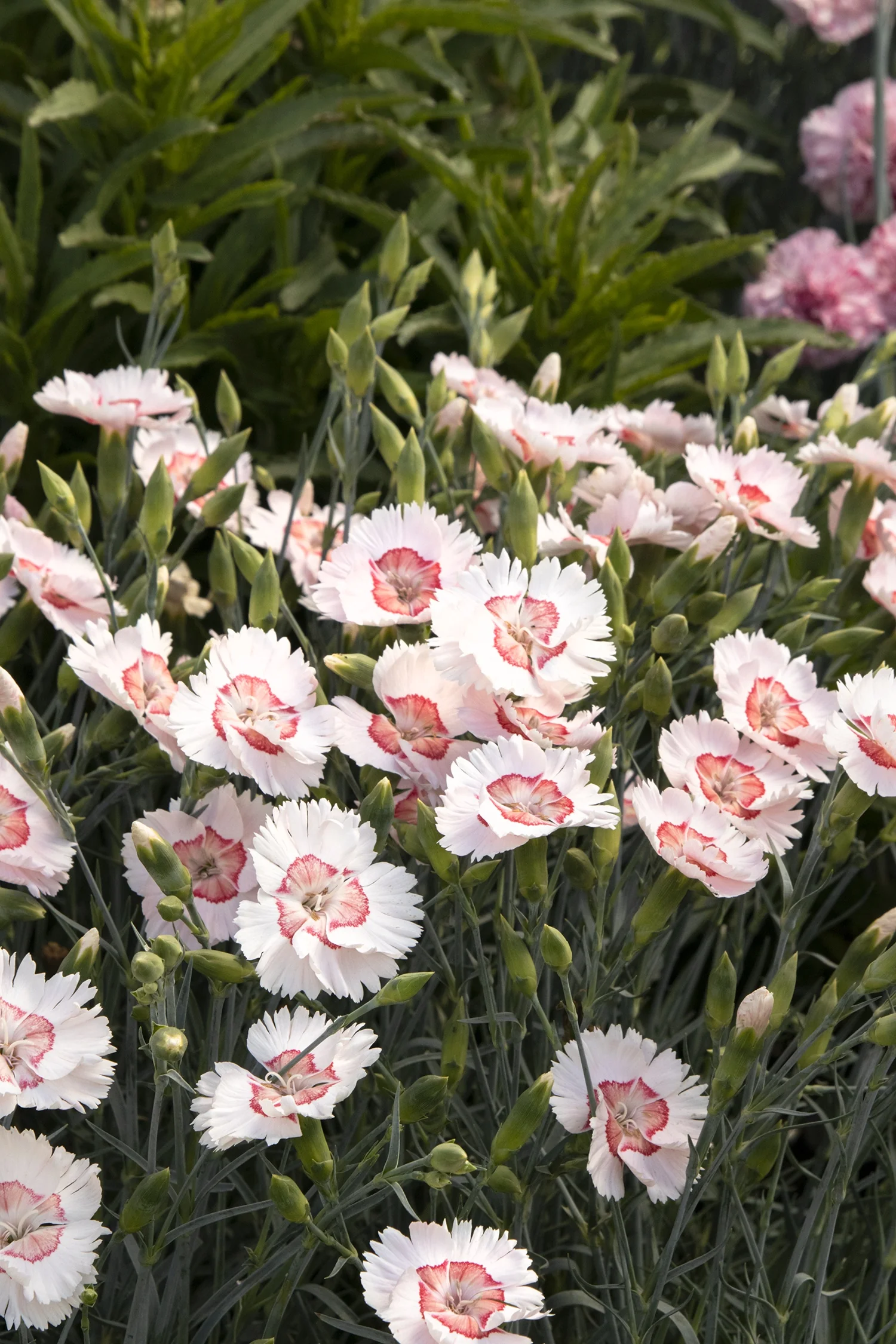 American Pie® Georgia Peach Dianthus
