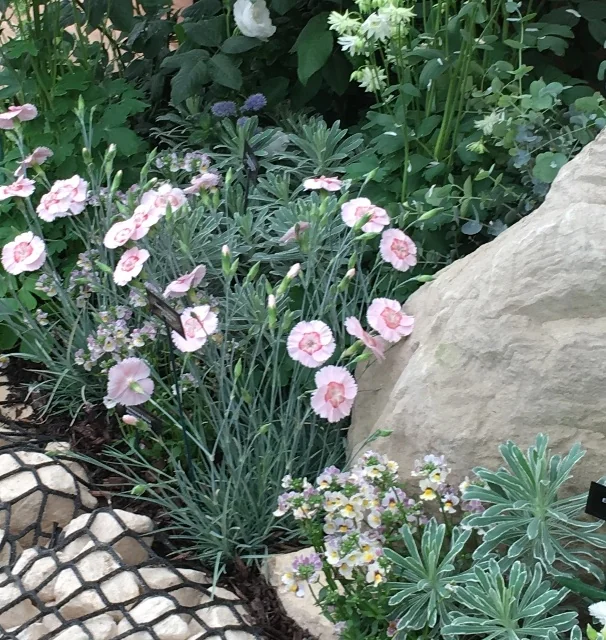 American Pie® Georgia Peach Dianthus