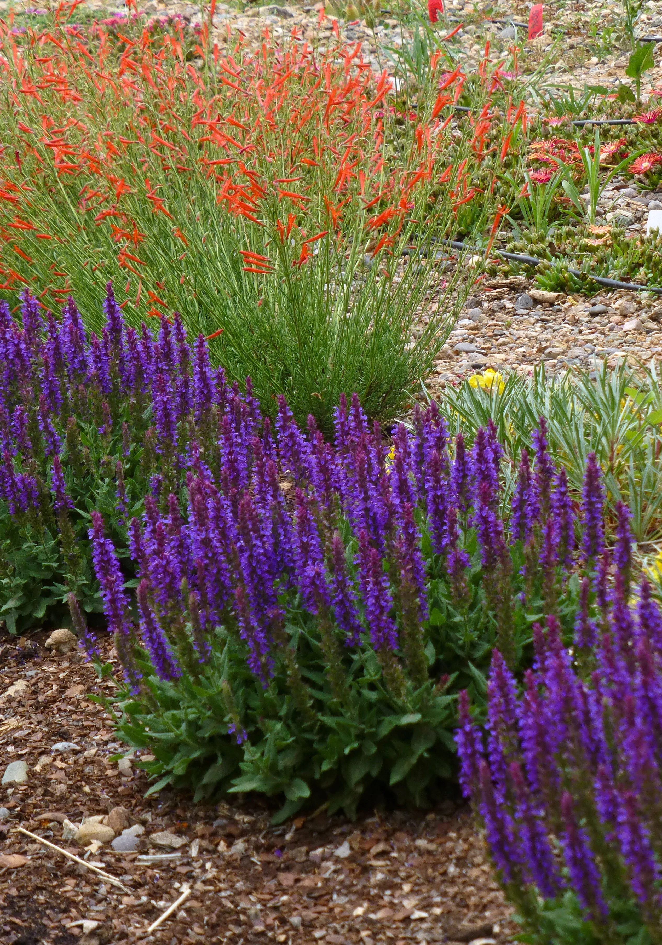 Little Night European Meadow Sage