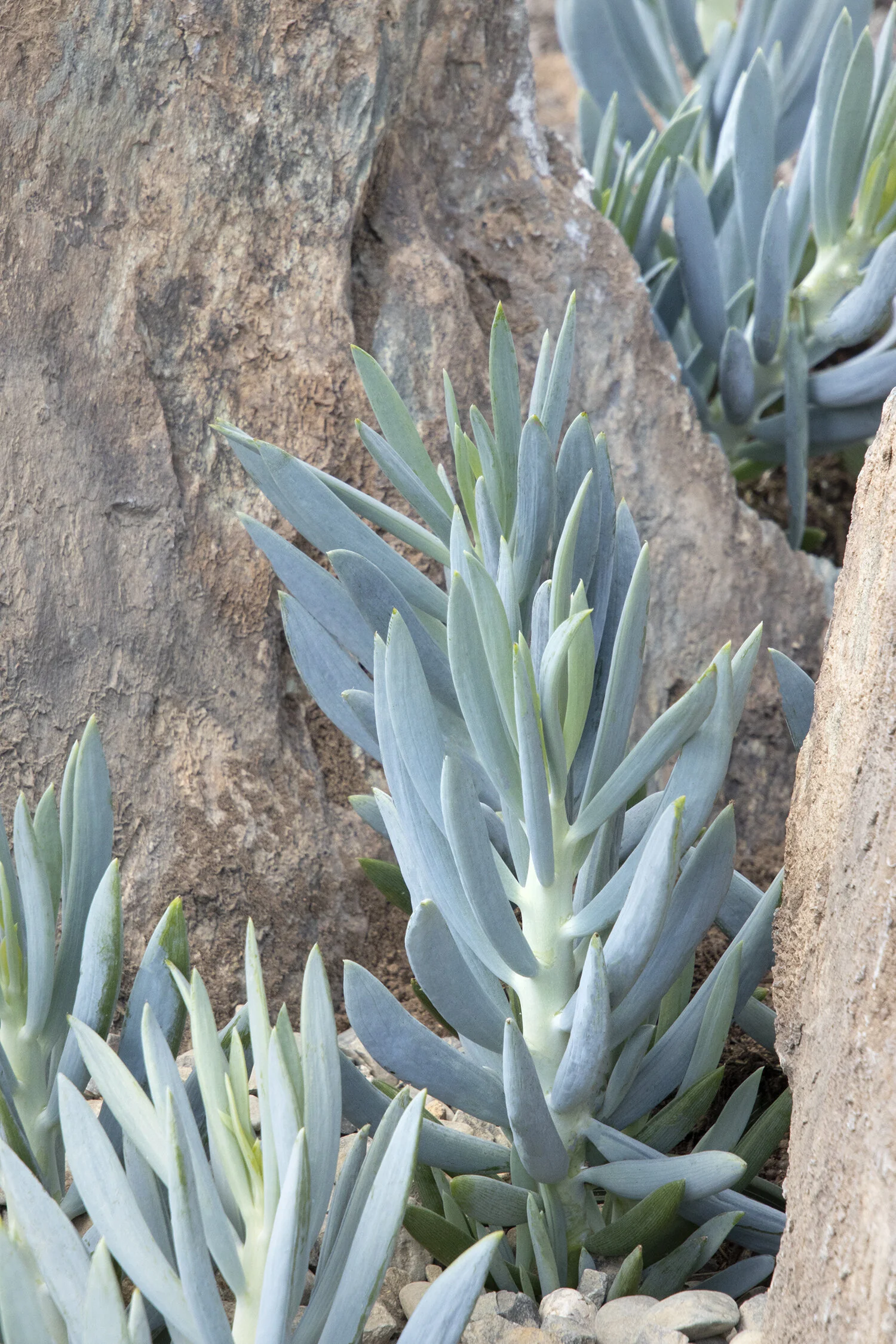 Mount Everest Big Blue Chalksticks 2 Mount Everest Big Blue Chalksticks