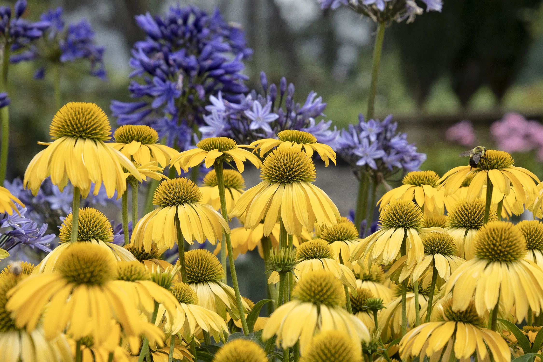 Evolution™ Yellow Falls Coneflower