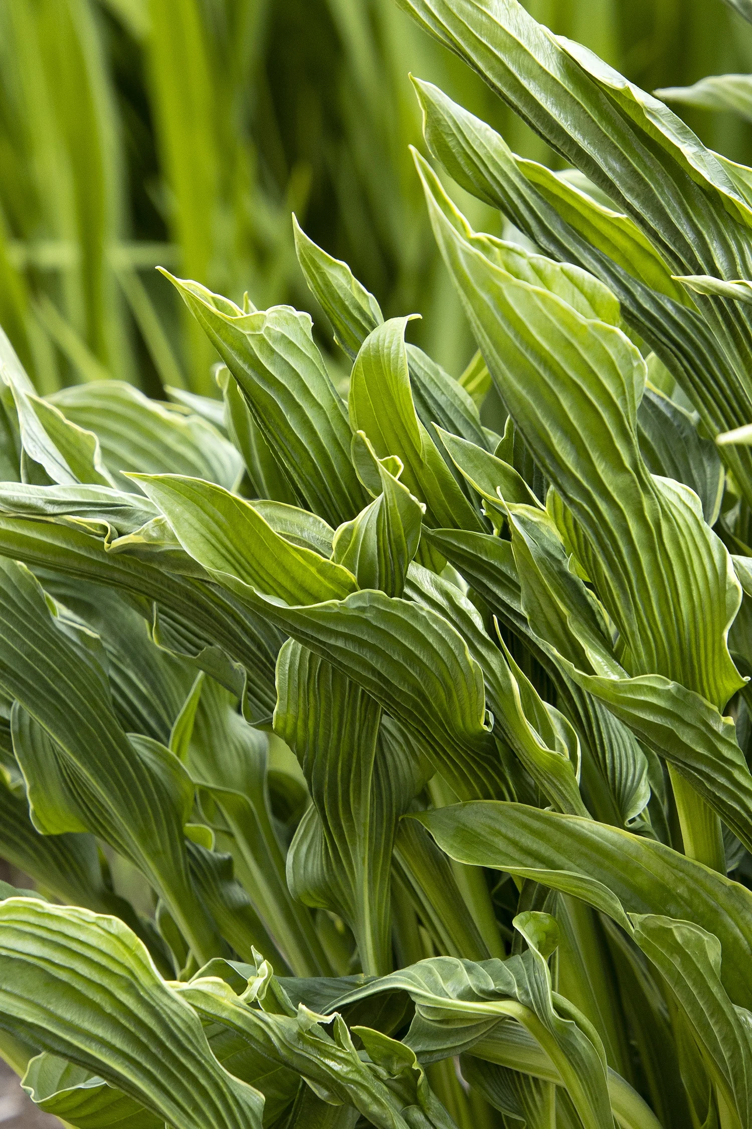 Praying Hands Hosta 1 Praying Hands Hosta