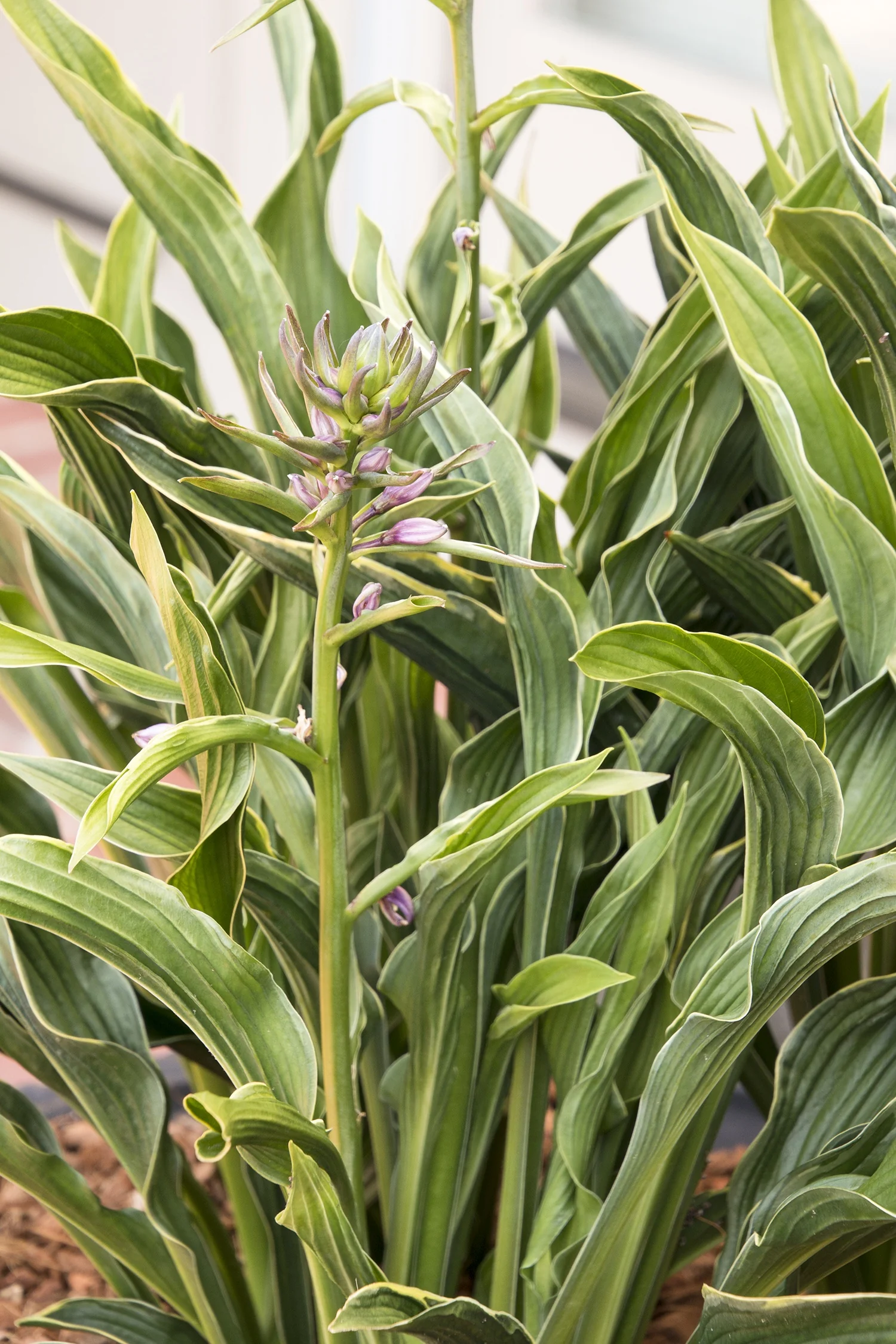 Praying Hands Hosta 2 Praying Hands Hosta