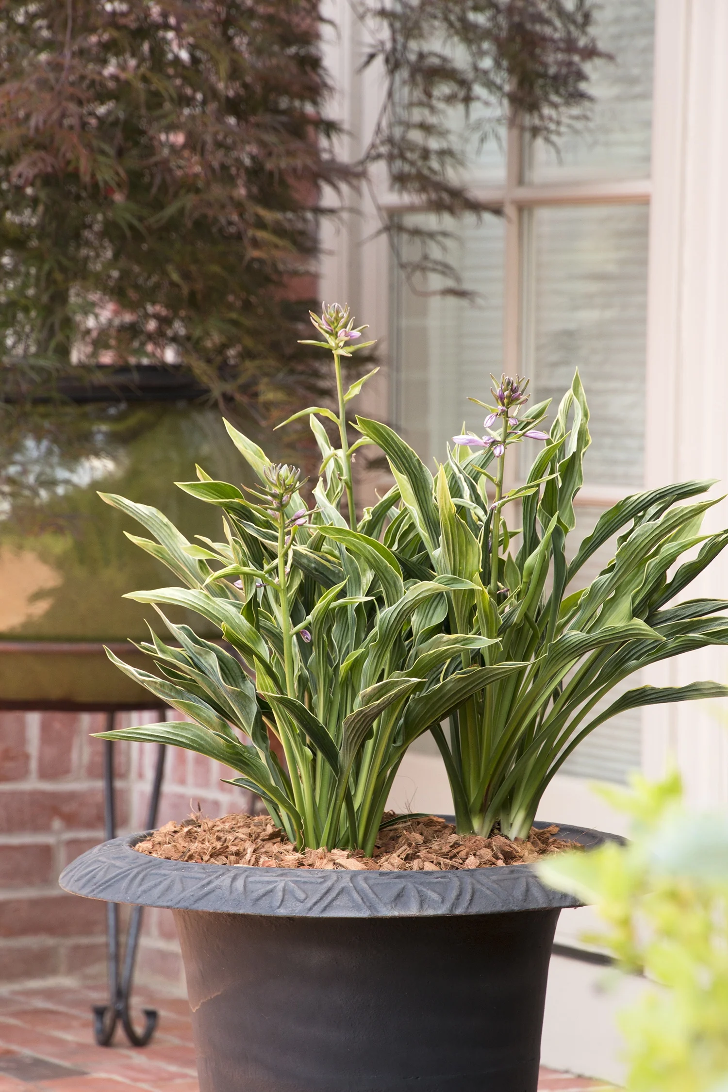 Praying Hands Hosta 3 Praying Hands Hosta