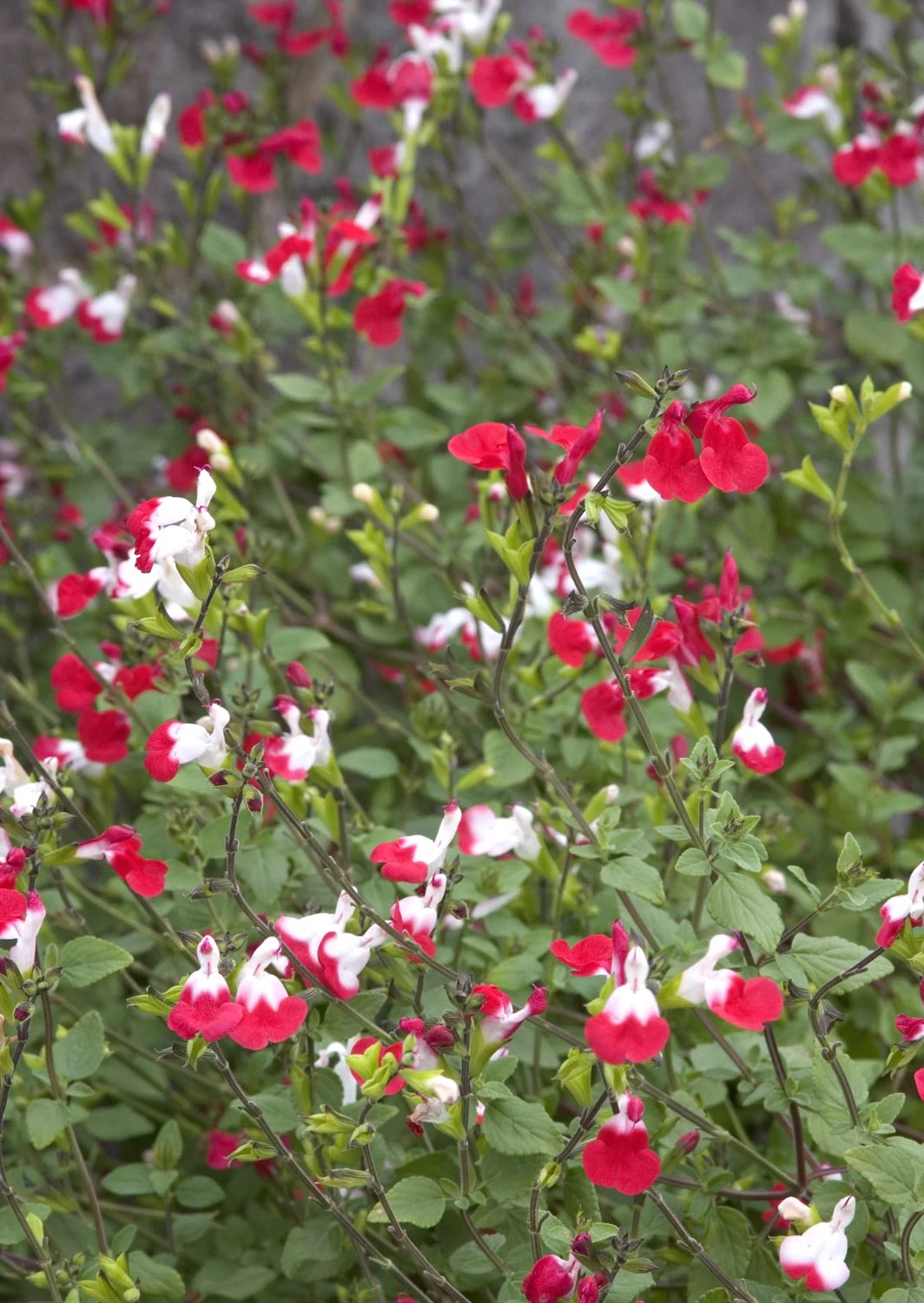 Hot Lips Sage 8 Hot Lips Sage