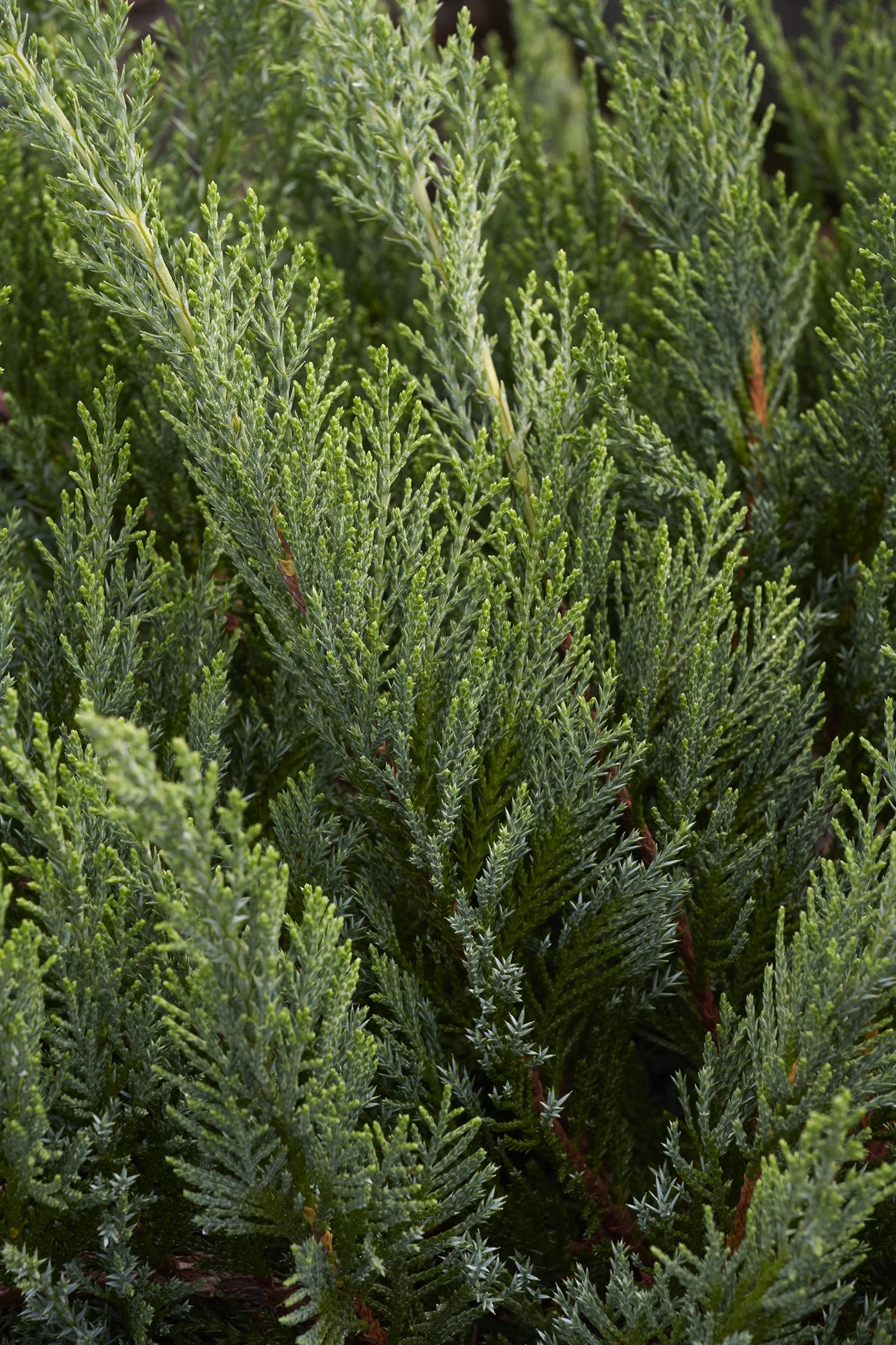 Tamarix Juniper 3 Tamarix Juniper
