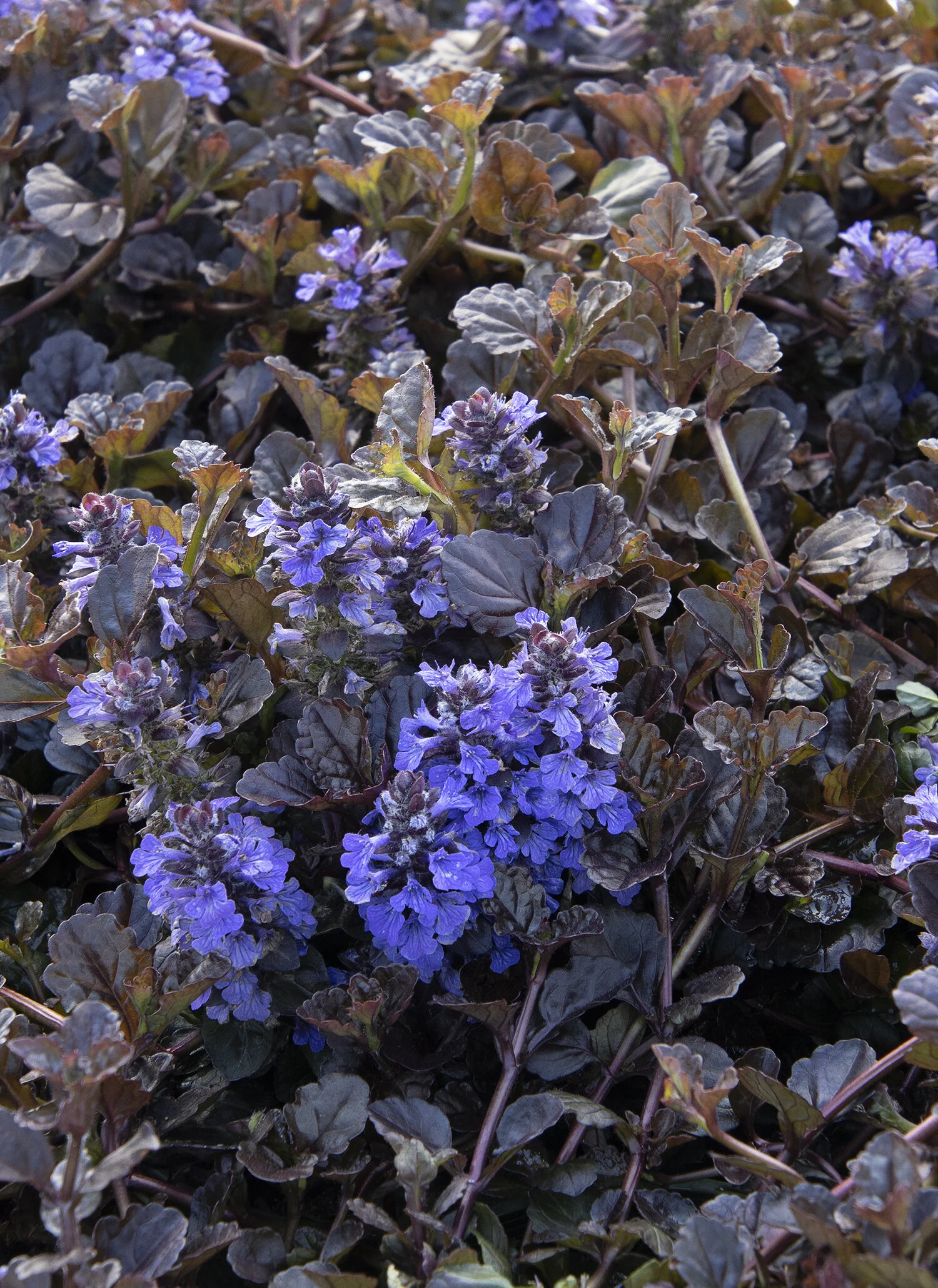 Black Scallop Ajuga