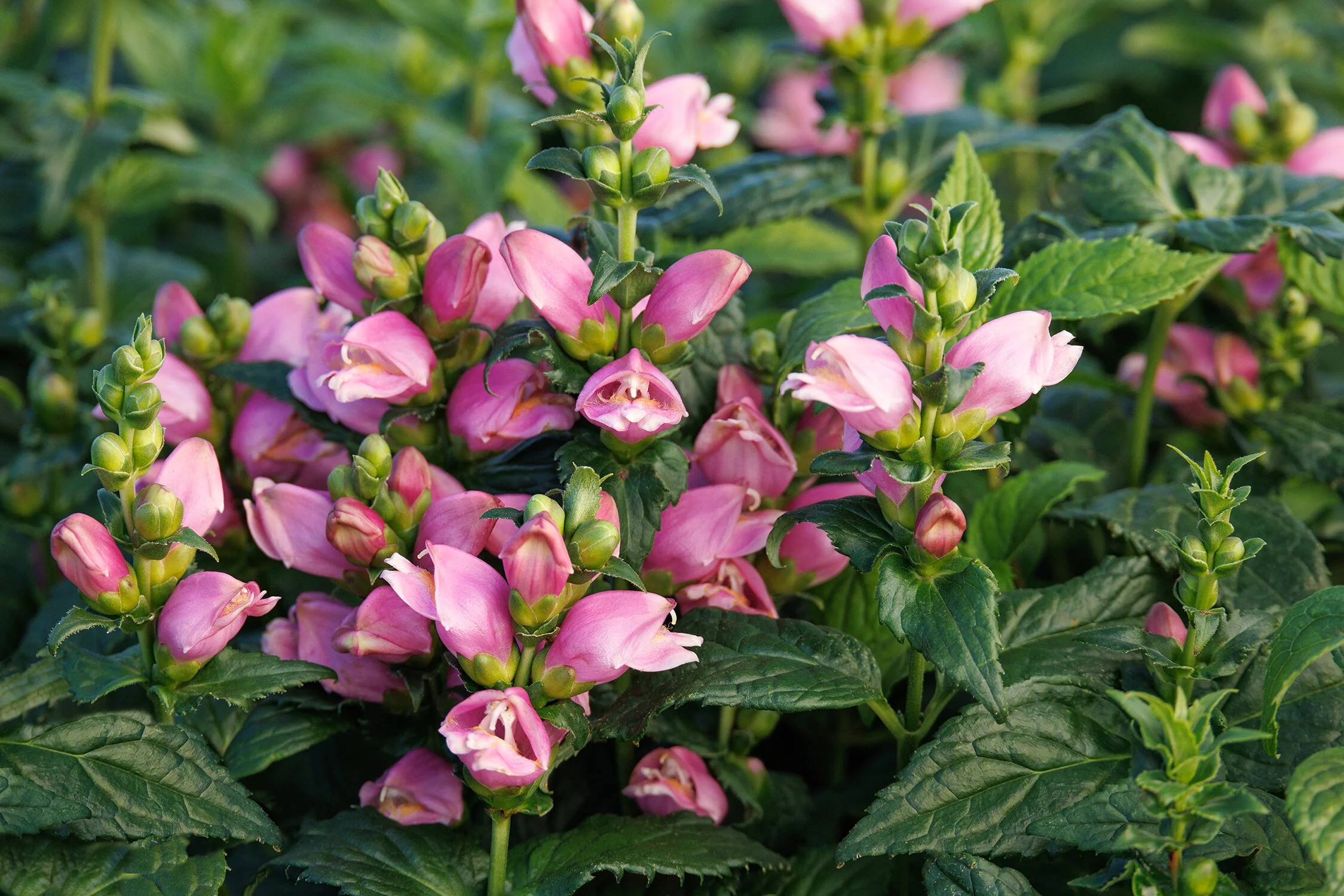 Tiny Tortuga Turtlehead 1 Tiny Tortuga Turtlehead
