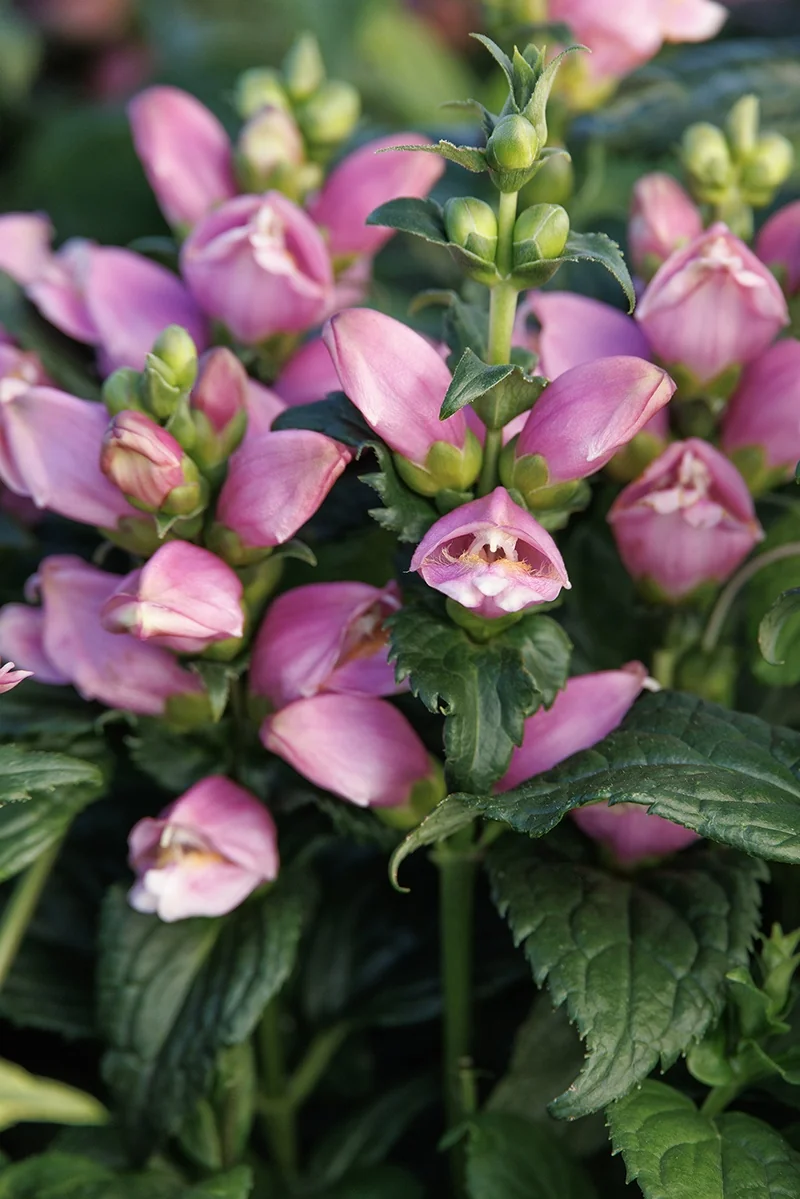 Tiny Tortuga Turtlehead 2 Tiny Tortuga Turtlehead