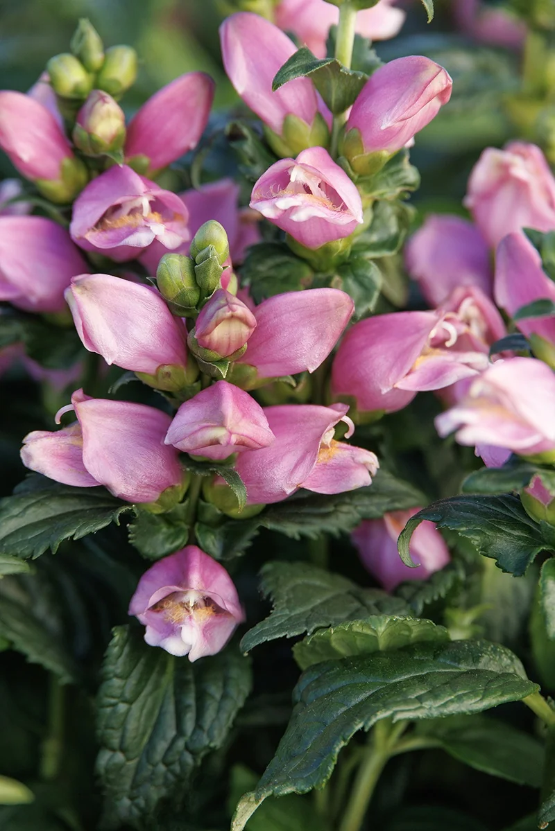 Tiny Tortuga Turtlehead 3 Tiny Tortuga Turtlehead
