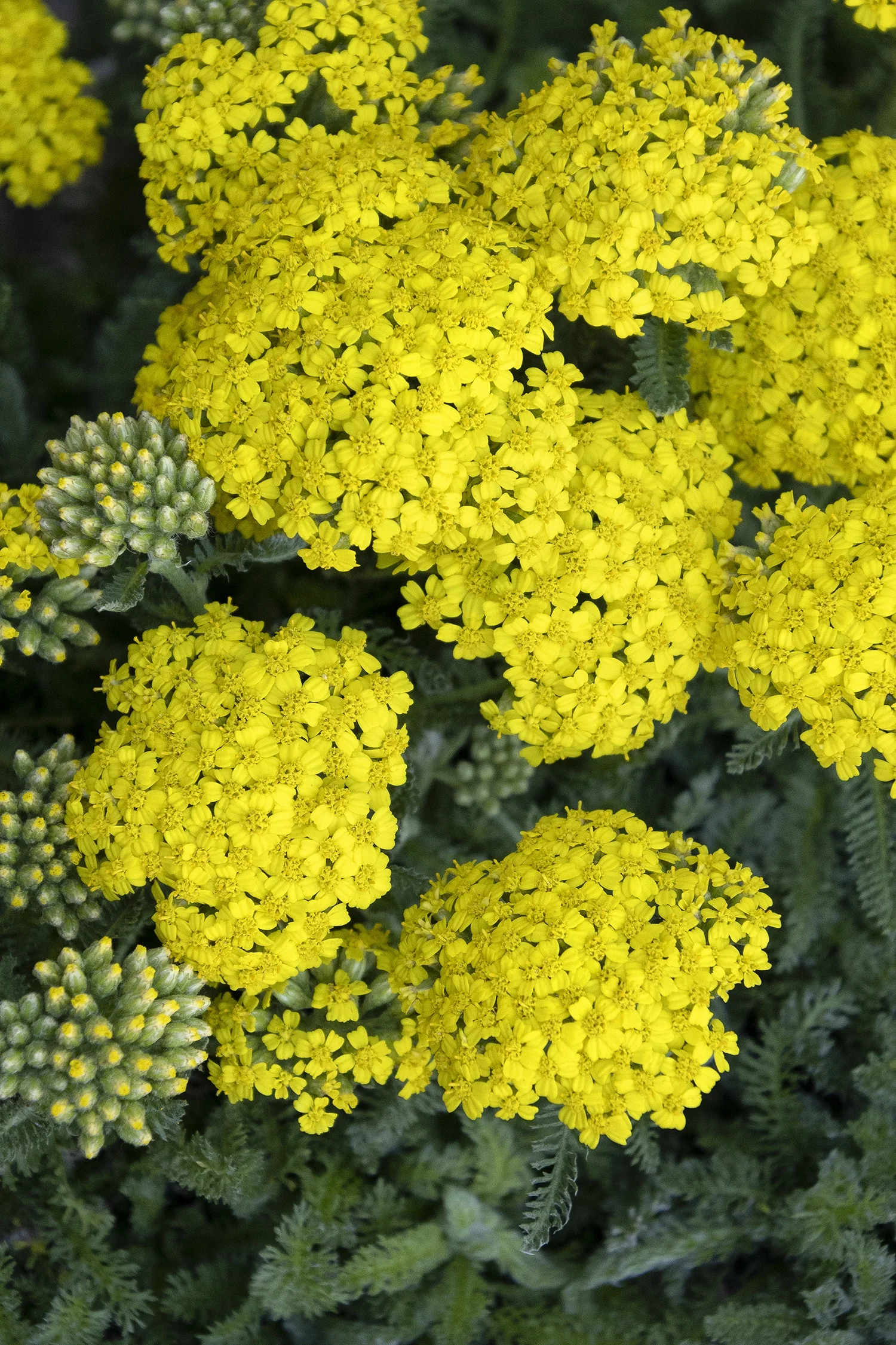 Desert Eve™ Yellow Yarrow 13 Desert Eve™ Yellow Yarrow