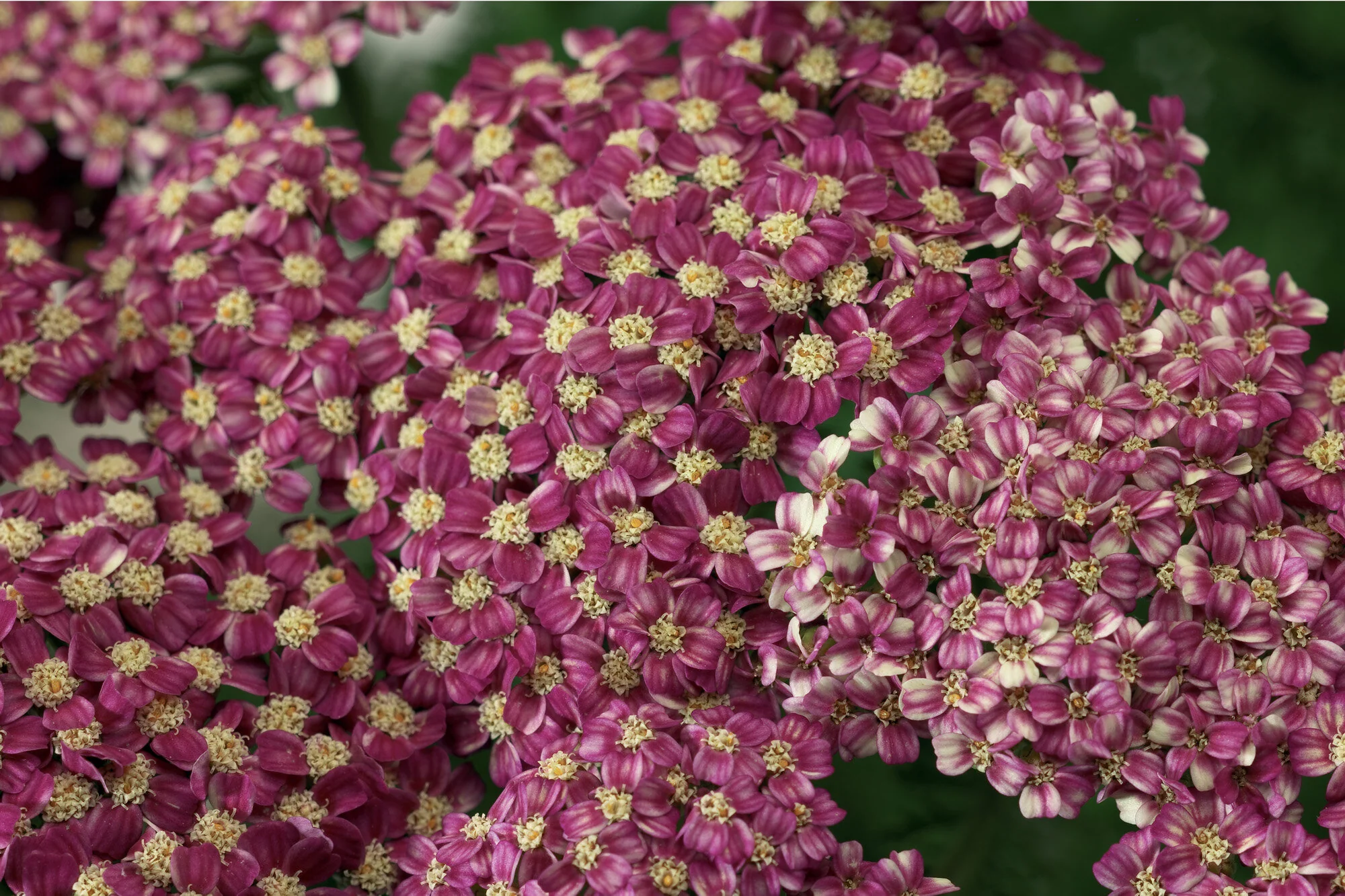 Desert Eve™ Deep Rose Yarrow 6 Desert Eve™ Deep Rose Yarrow