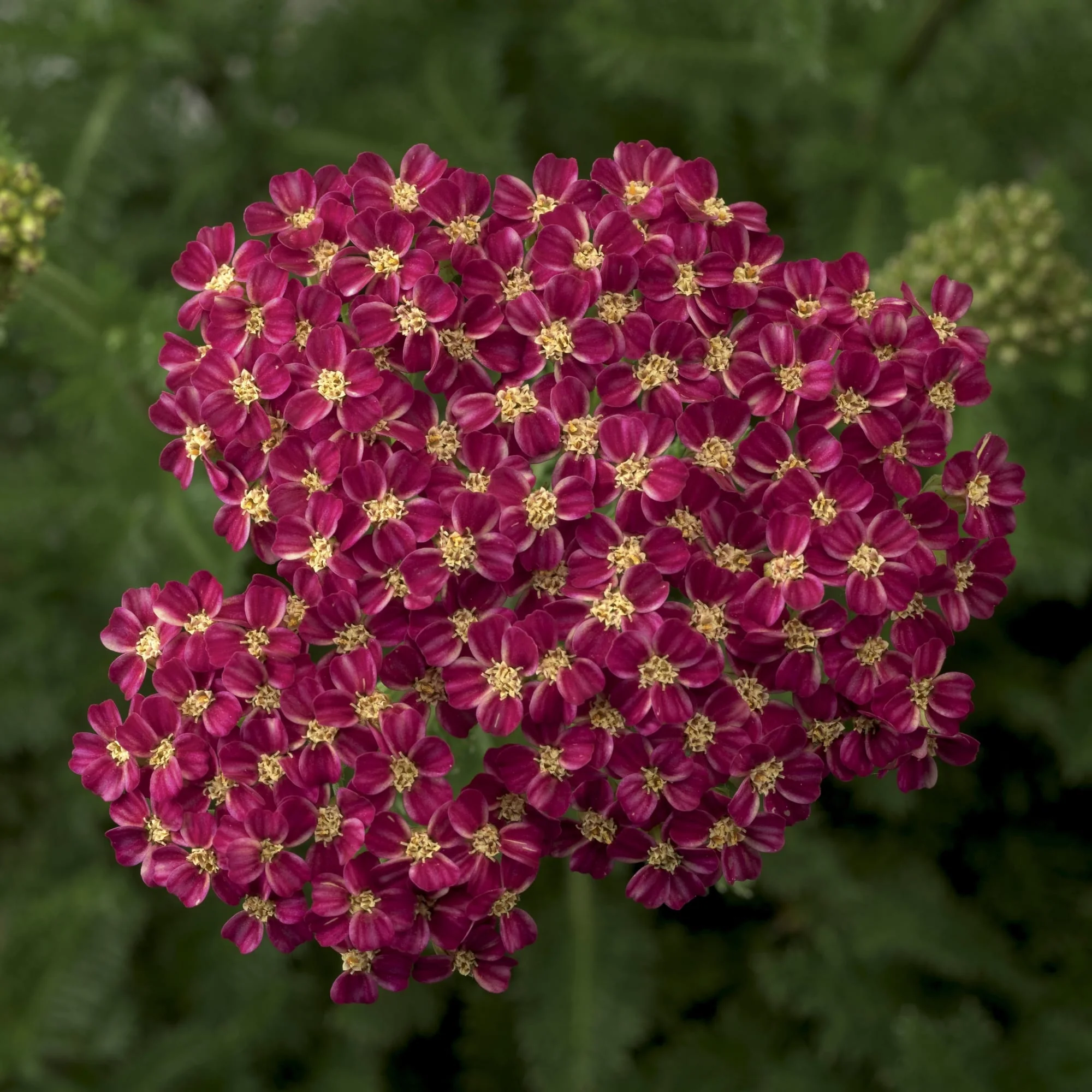 Desert Eve™ Deep Rose Yarrow 2 Desert Eve™ Deep Rose Yarrow